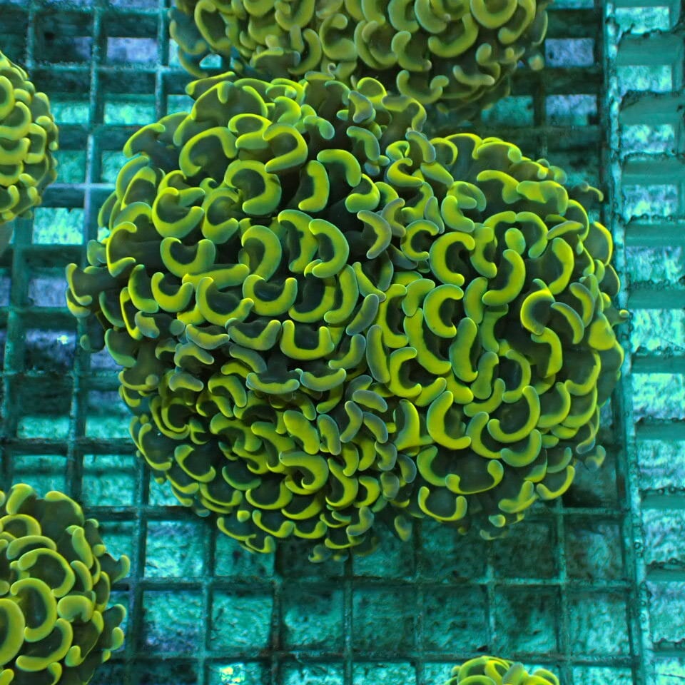 天然ライブロック Sグレード 1kg | HOUSE REEF(ハウスリーフ)サンゴ