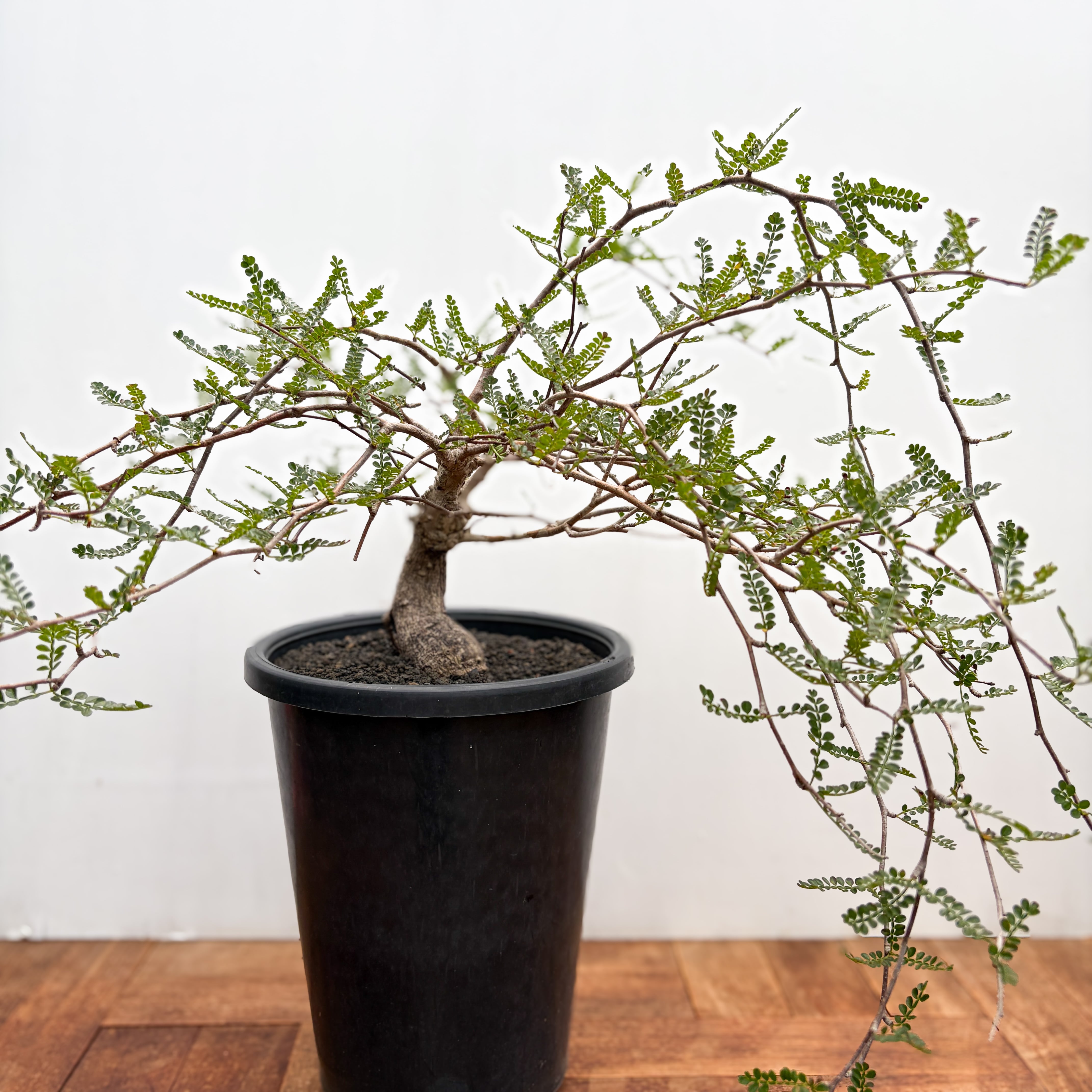 Bursera microphilla【ブルセラ・ミクロフィラ・実生】 | RIMO'S GREEN