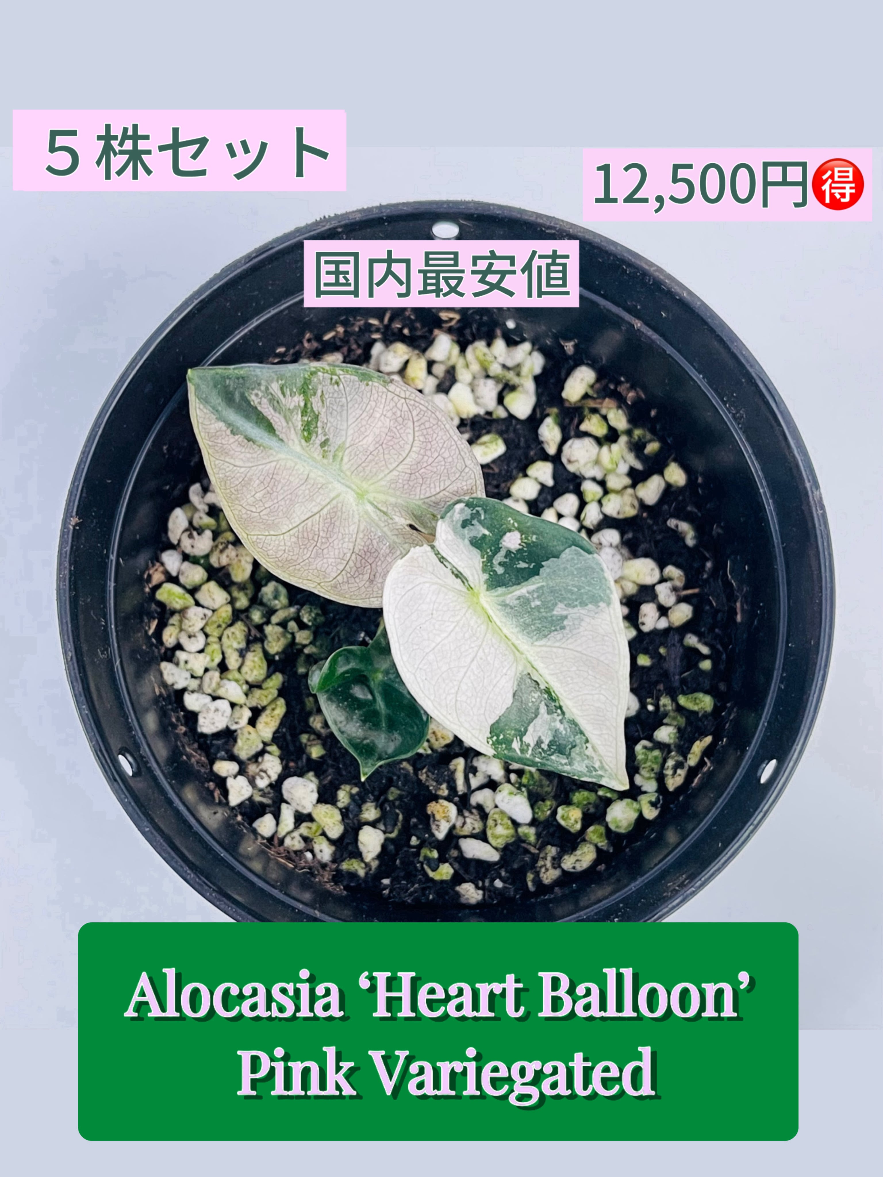 予約販売】Alocasia 'Heart Balloon' Pink Albo｜アロカシア ハート