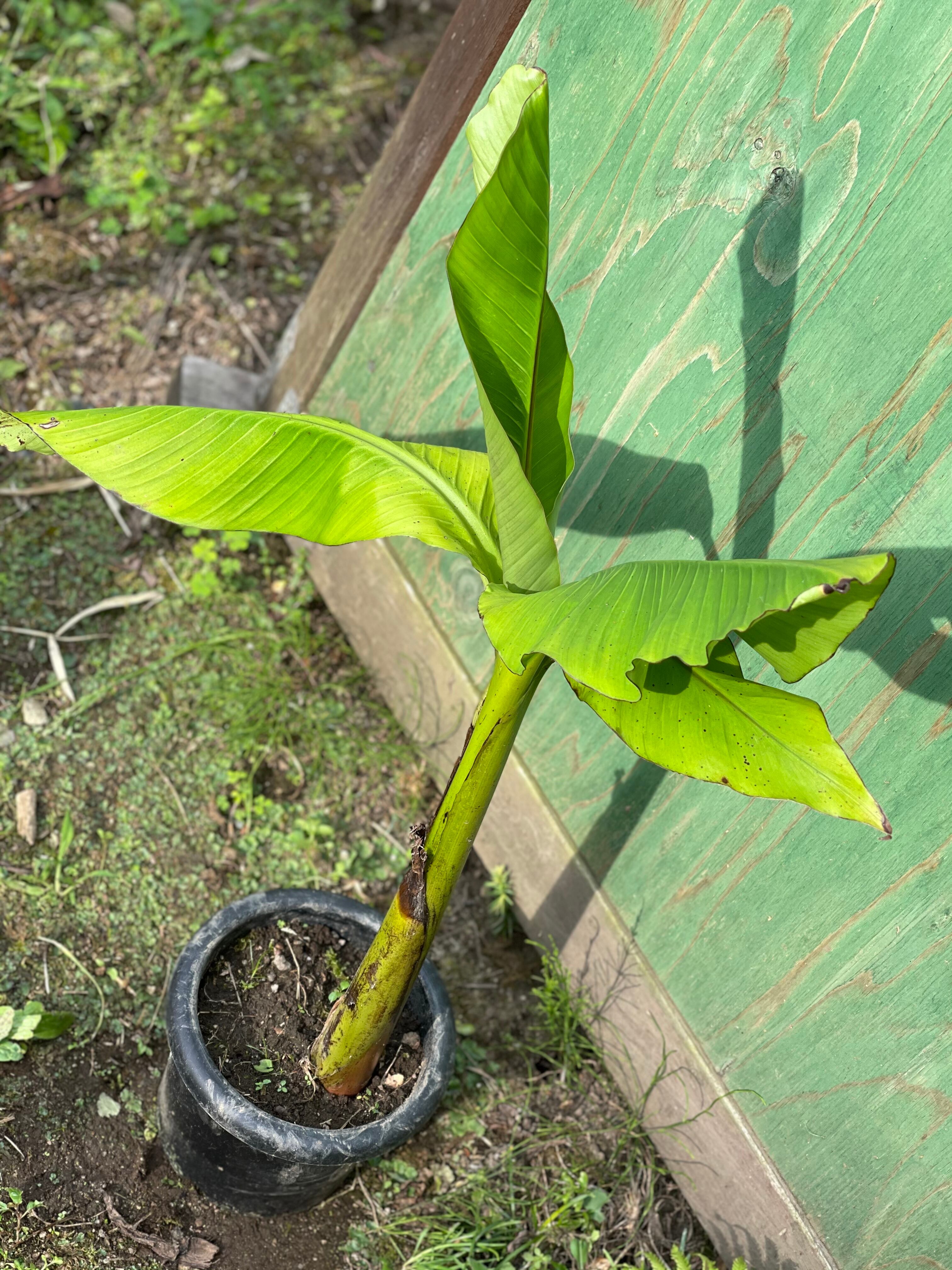 有名な高級ブランド 親株 特大 バショウ ジャパニーズバナナ 植物 観葉植物 Hlt No