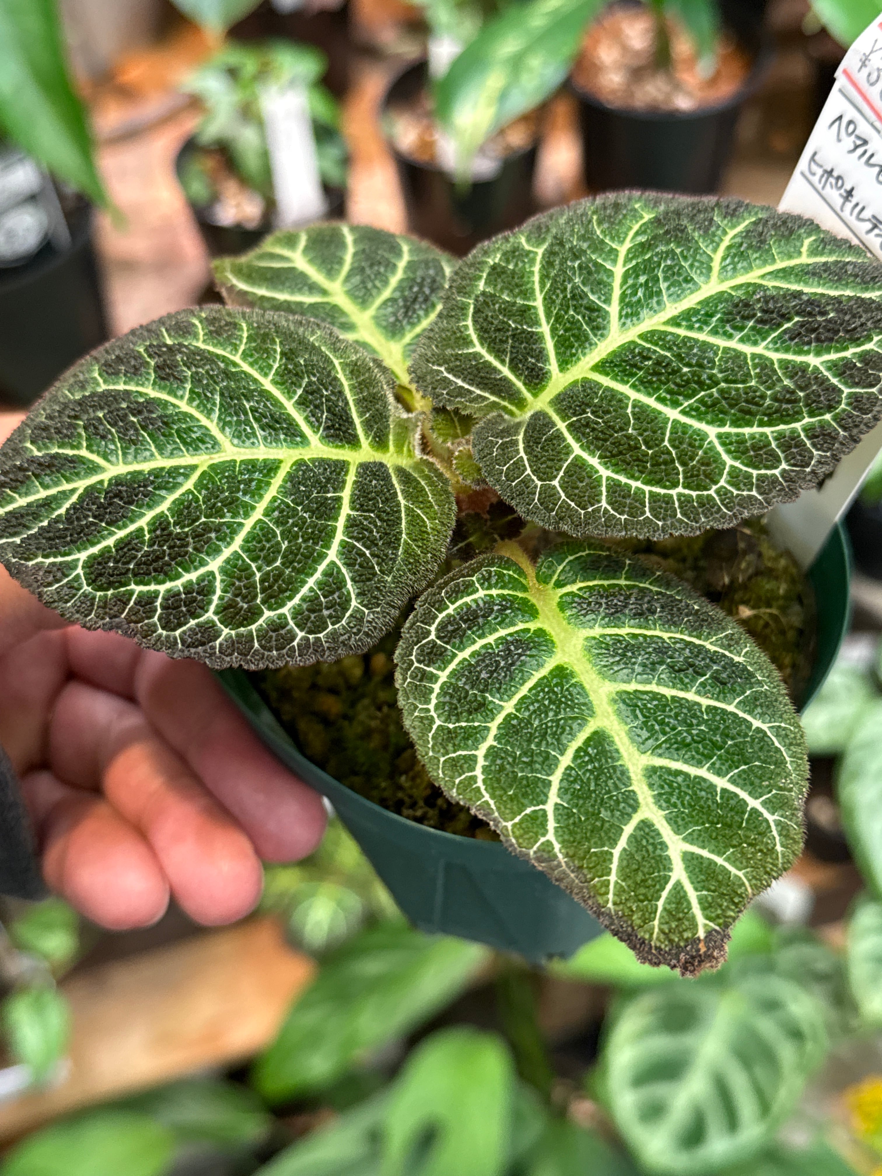 ベゴニア・ペペロミアなど | Gardenえん 【観葉熱帯植物】