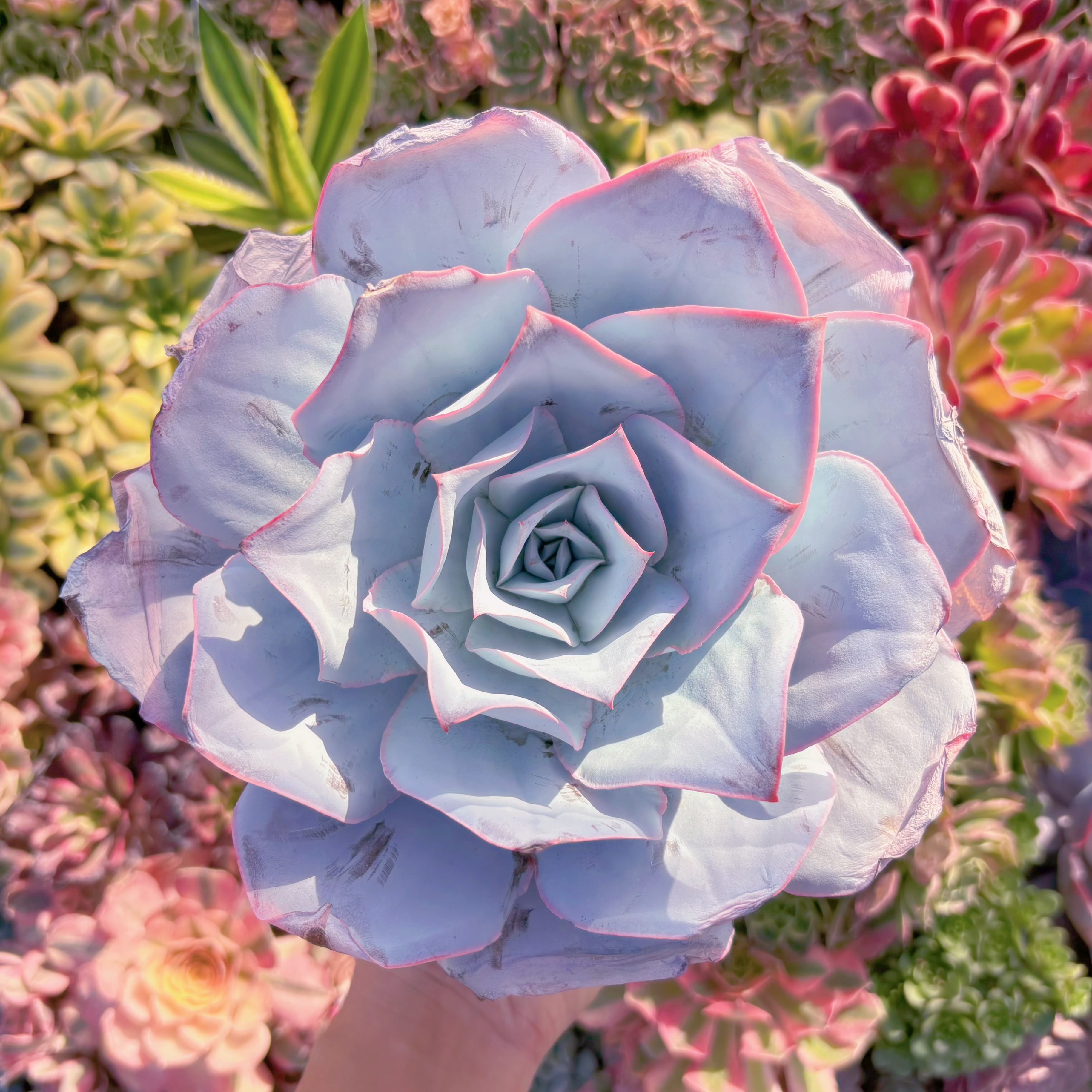 多肉植物　カンテ　特大苗　在庫僅少　新入荷　るる農園