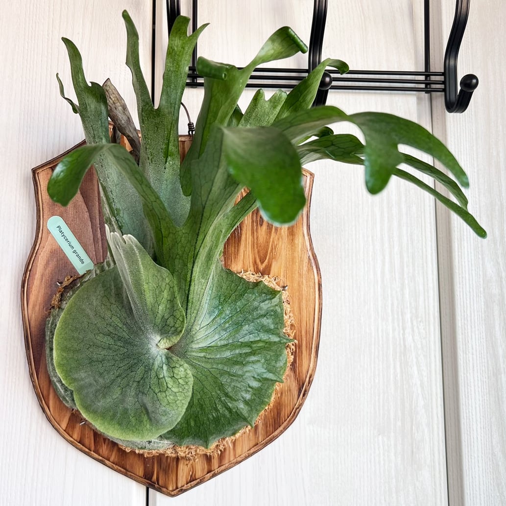 ビカクシダ グランデ 板付 【観葉植物 壁掛け コウモリラン