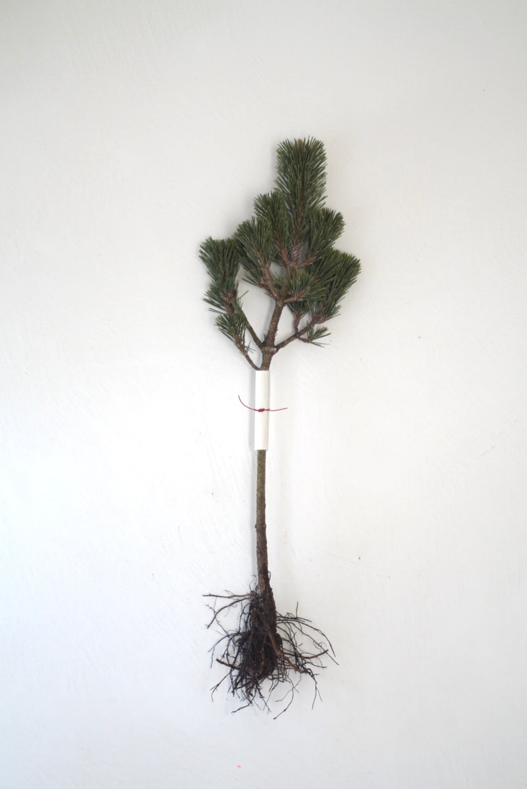 2026 根付き寿松(ねつきじゅしょう)