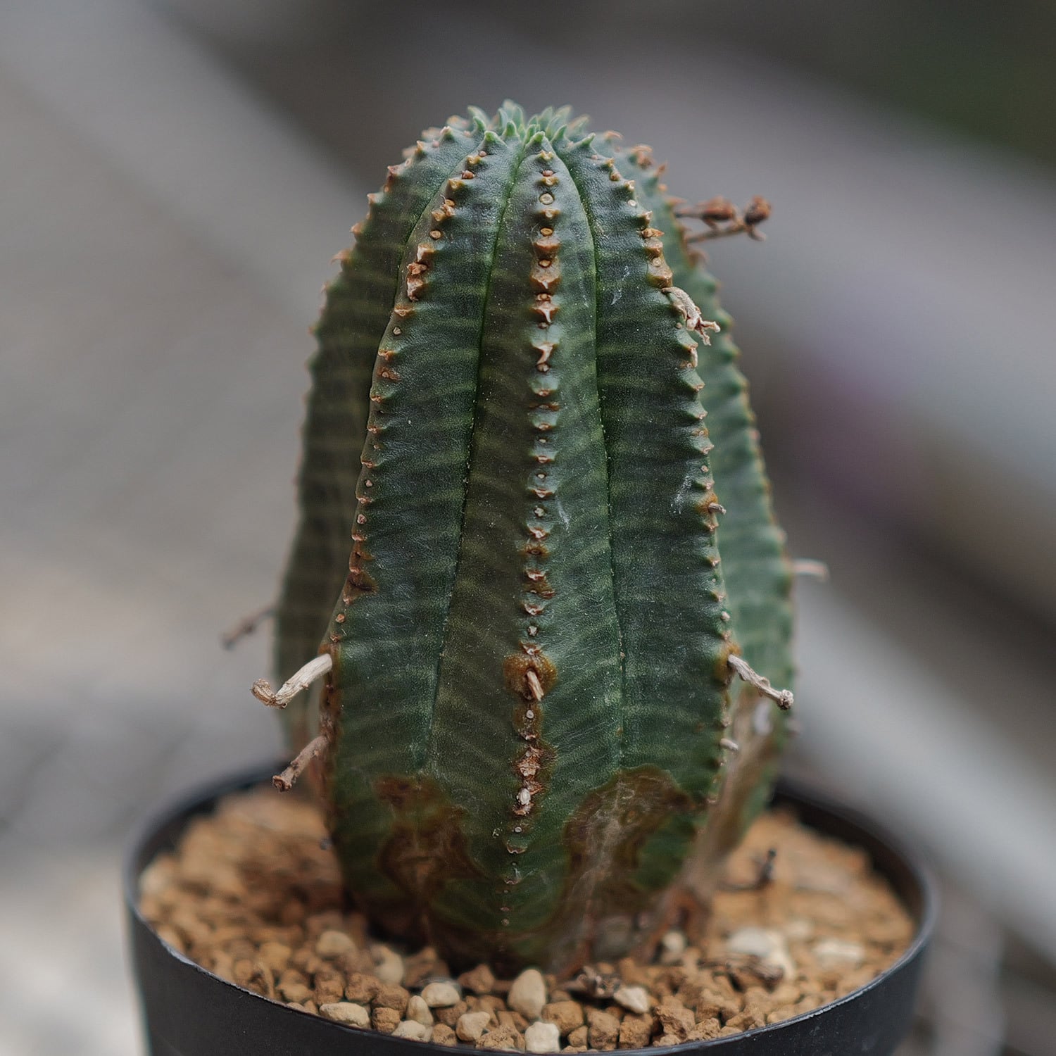 オベサ / ユーフォルビア