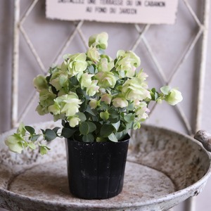 モンディマンシェ　ハーブ　オレガノ　ケントビューティー｜優しいピンクXグリーンのお花　丈夫　寄せ植えをオシャレにする