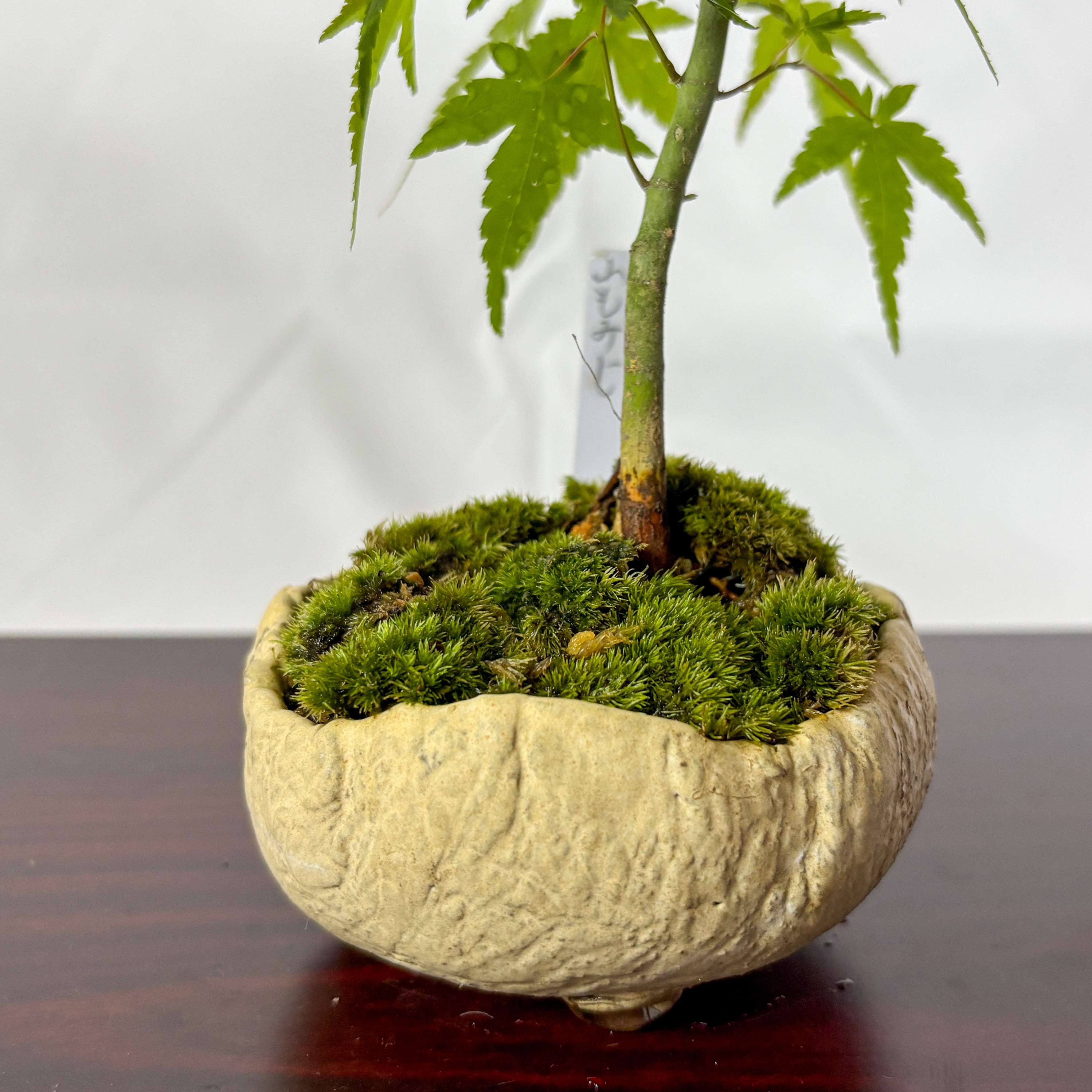 山もみじ／ヤマモミジ盆栽（NA-006） | 和の暮らし盆栽店 | 公式