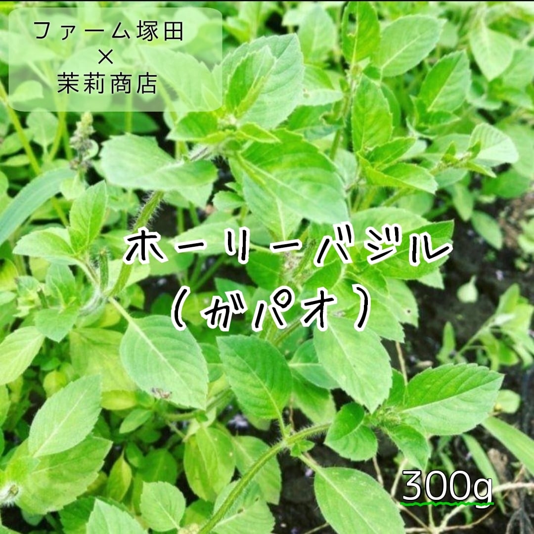 紅ひゆな/红苋菜/红米苋/長野県産/約5kg入/業務用 紅ひゆな(红苋菜)5kg 業務用 長野県産 ※送料別 | 茉莉商店