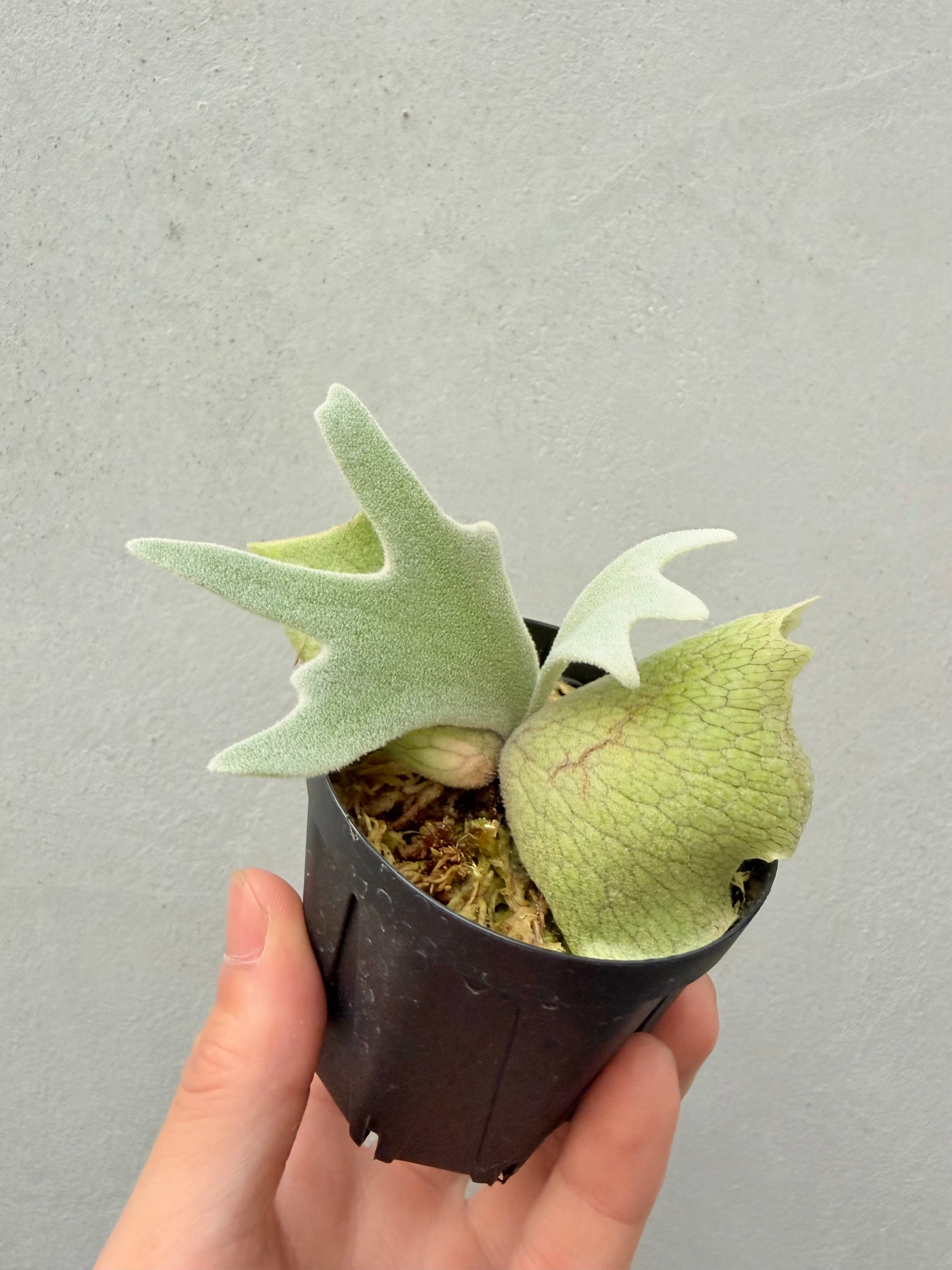ビカクシダ P.willinckii Frosty Maiden Spore 07 c) P. willinckii 'Frosty Maiden' spore grown ②ビカクシダ
