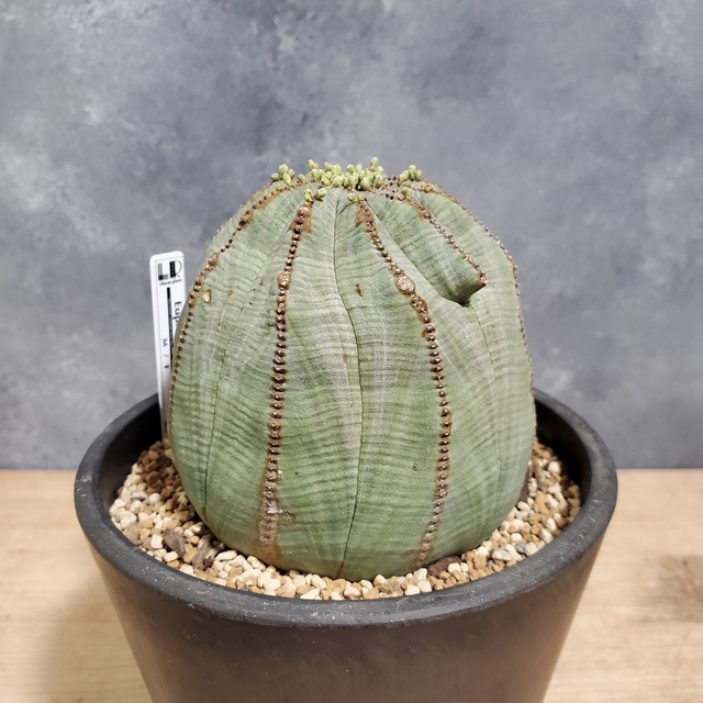 【大株9.6cm】Euphorbia obesa ユーフォルビア オベサ