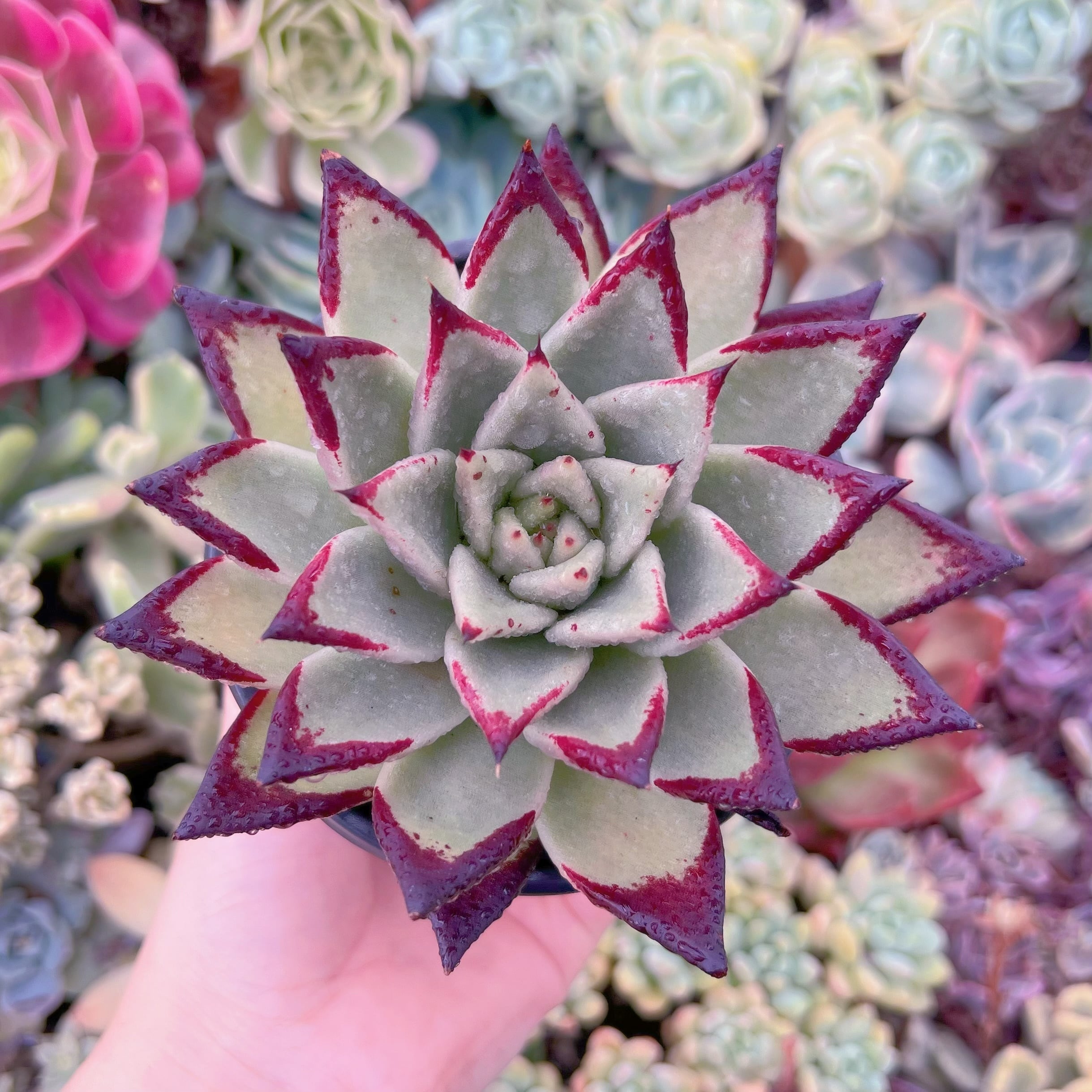 現品　黒魔王#F046　特大苗　るる農園