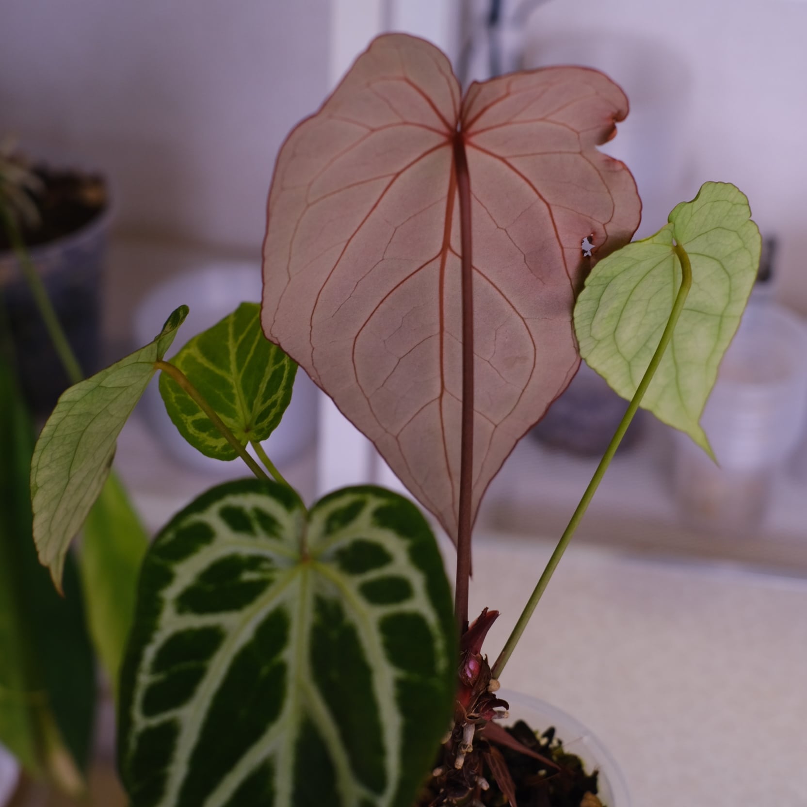 選抜】Red Crystallinum × Silver Blush│アンスリウム・レッド