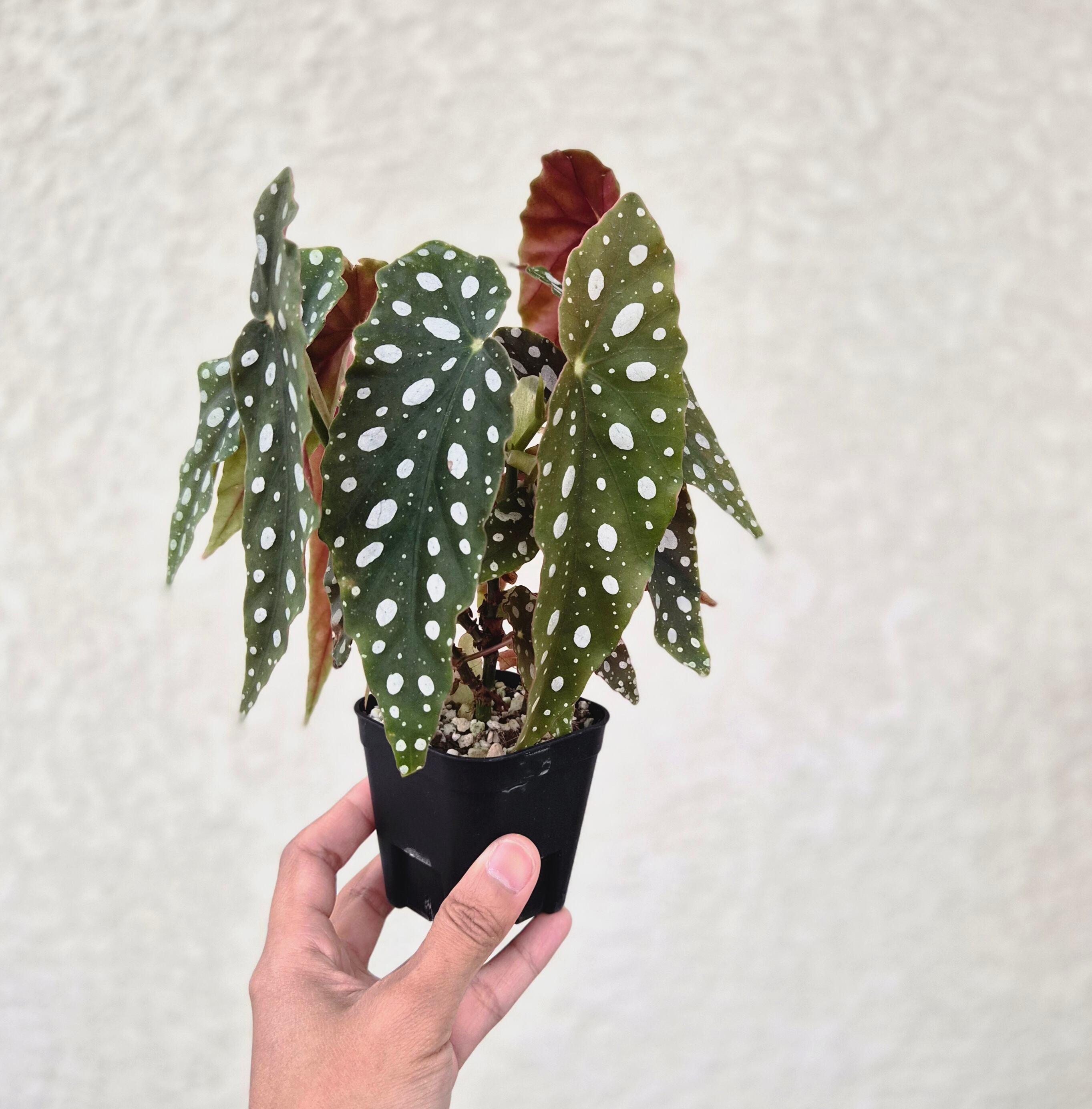 《Begonia sp. 'Polka Dot'》ベゴニア ポルカドットベゴニア観葉植物 /ポット発送