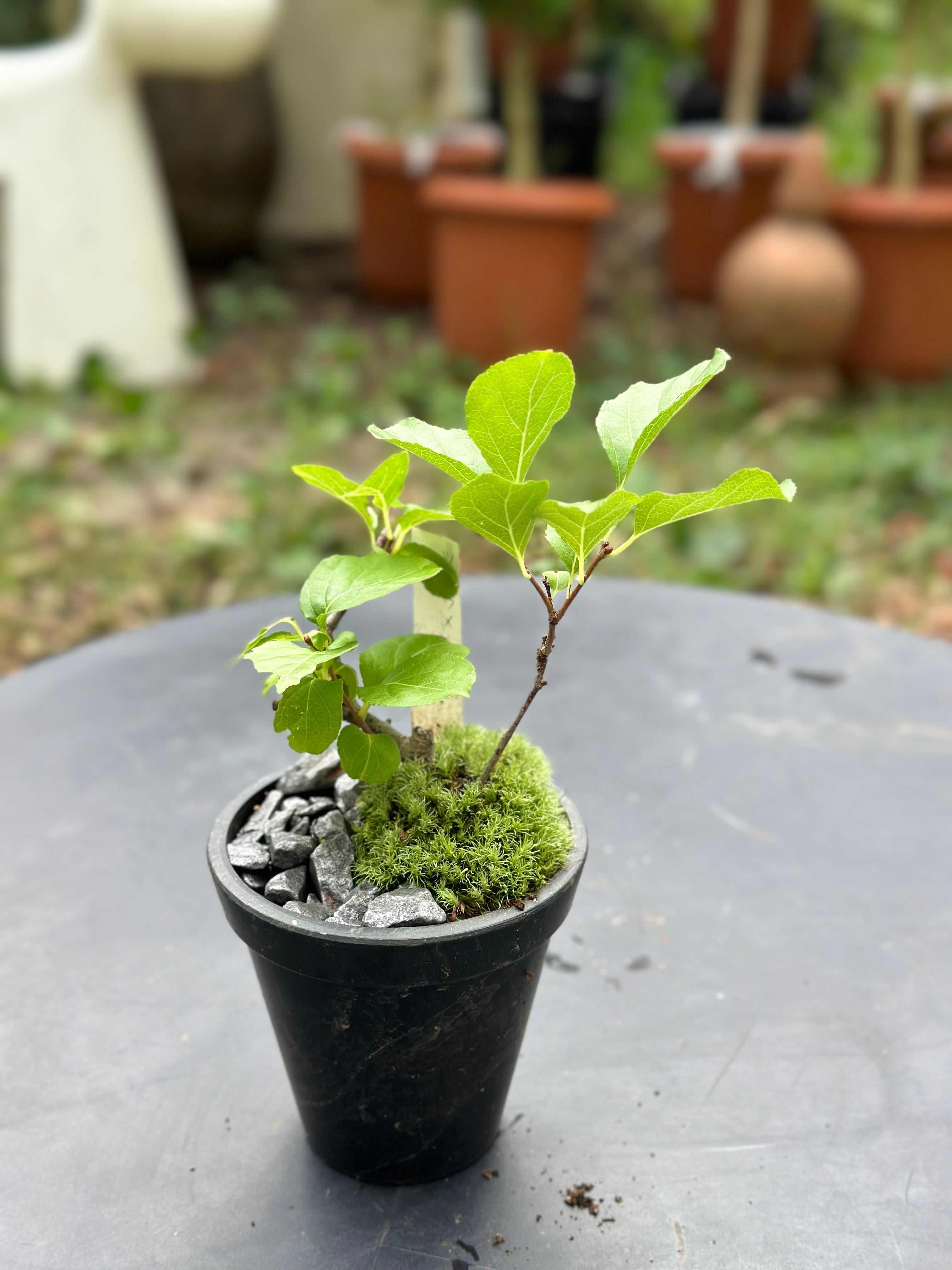 年4回 苔玉と和BONSAIの定期便 「苔ボン4」 | 花と植物のフラワー