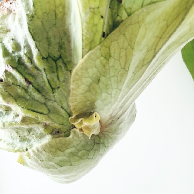 《現品発送》ビカクシダ グランデ コウモリラン ハンギング 観葉植物 calm cafe