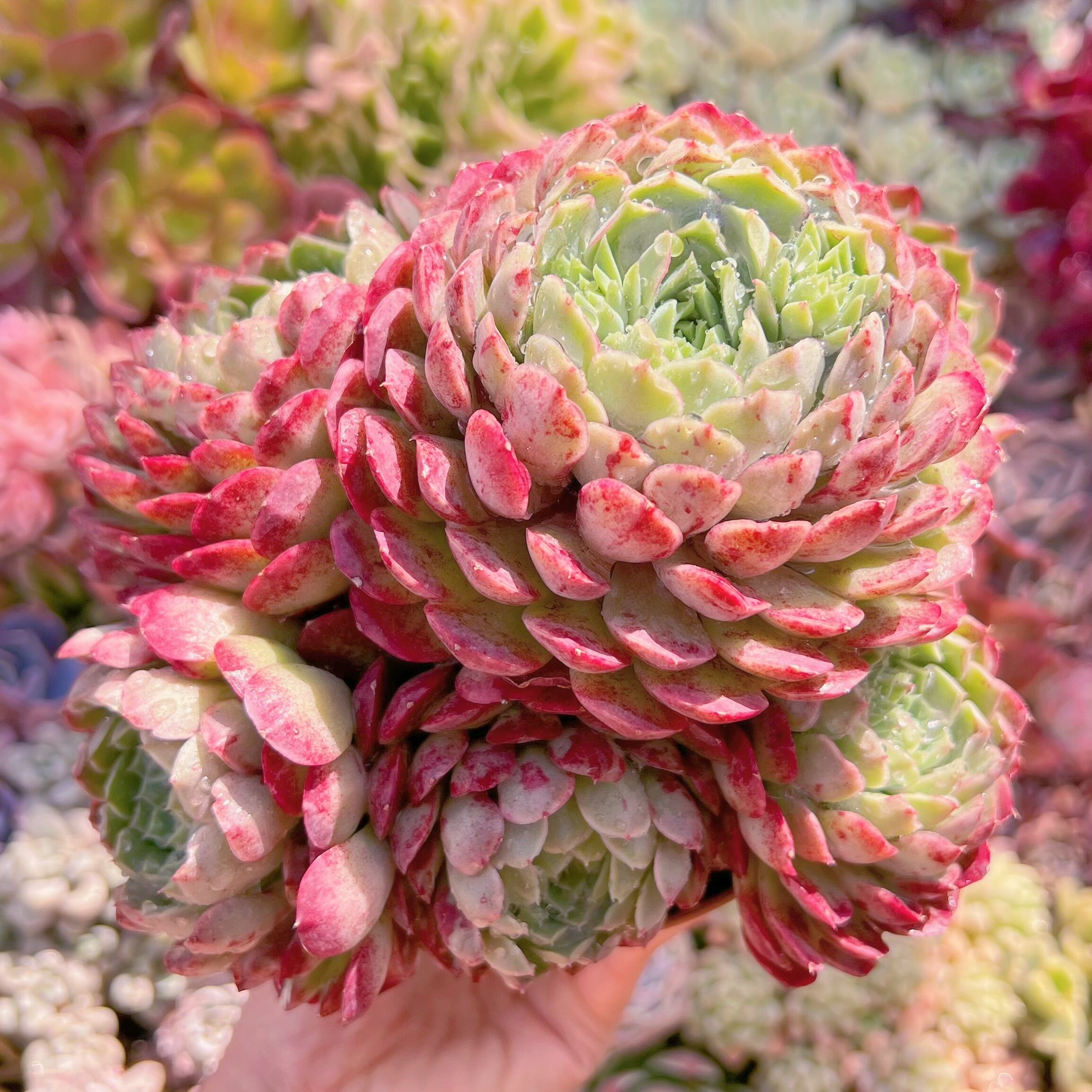 現品　朱砂痣#833　特大群生　るる農園