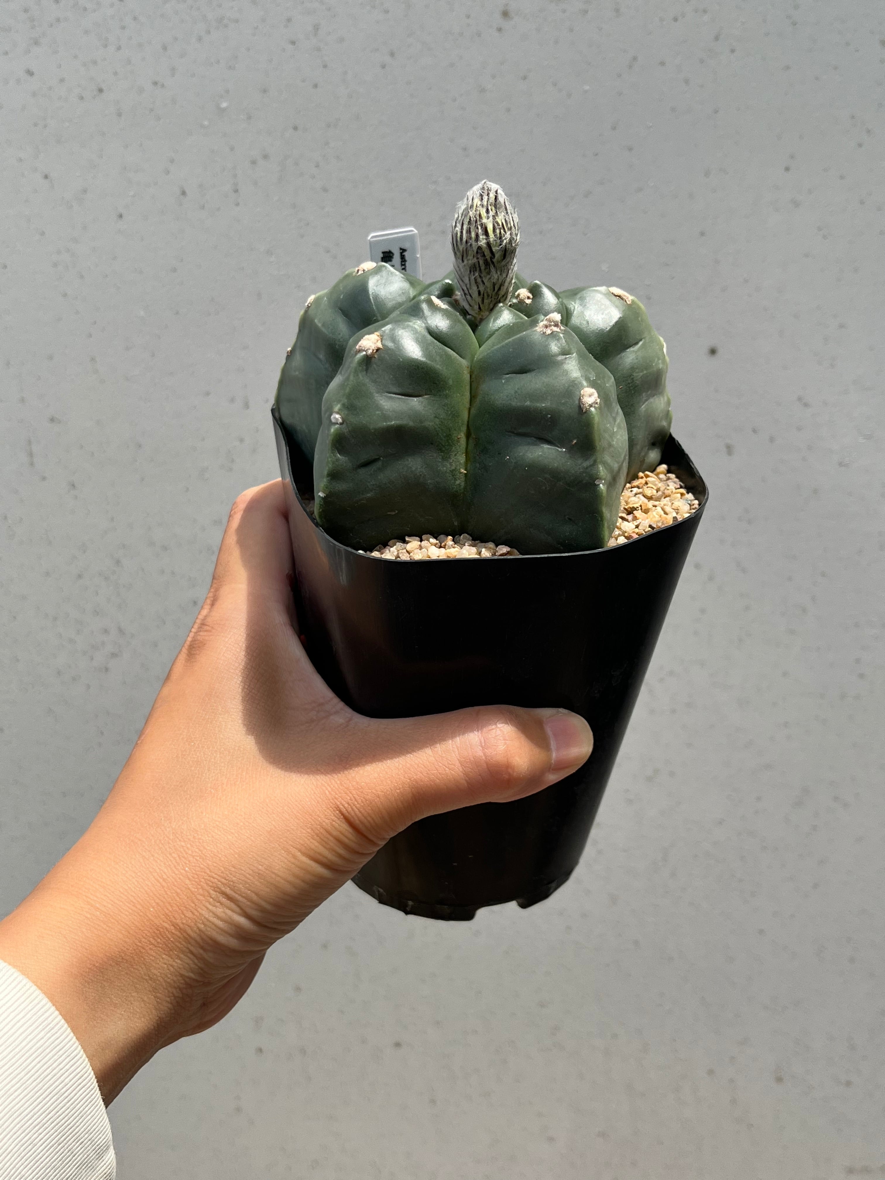 Astrophytum myriostigma アストロフィツム 亀甲ヘキラン ランポー玉