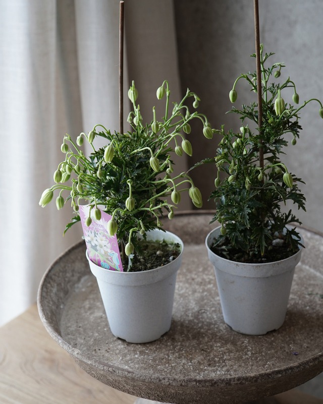 クレマチス　カートマニー　ジョー　3.5号