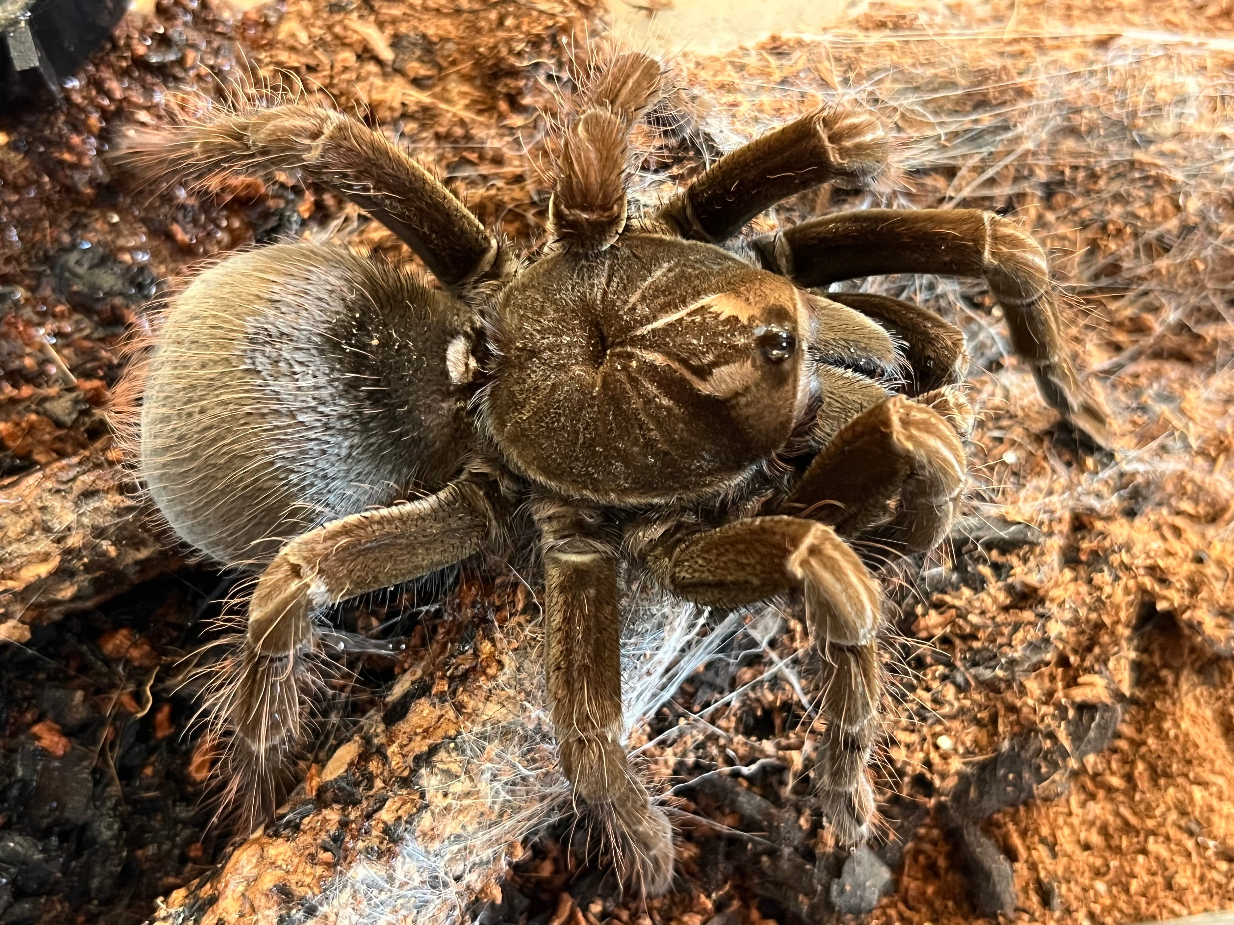 Pamphobeteus | オモニキチュウ