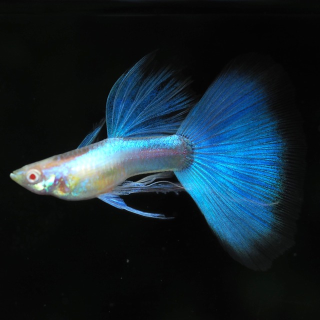 上物RREAラズリーネオンタキシードリボン　1カルテット＋おまけ1ペア