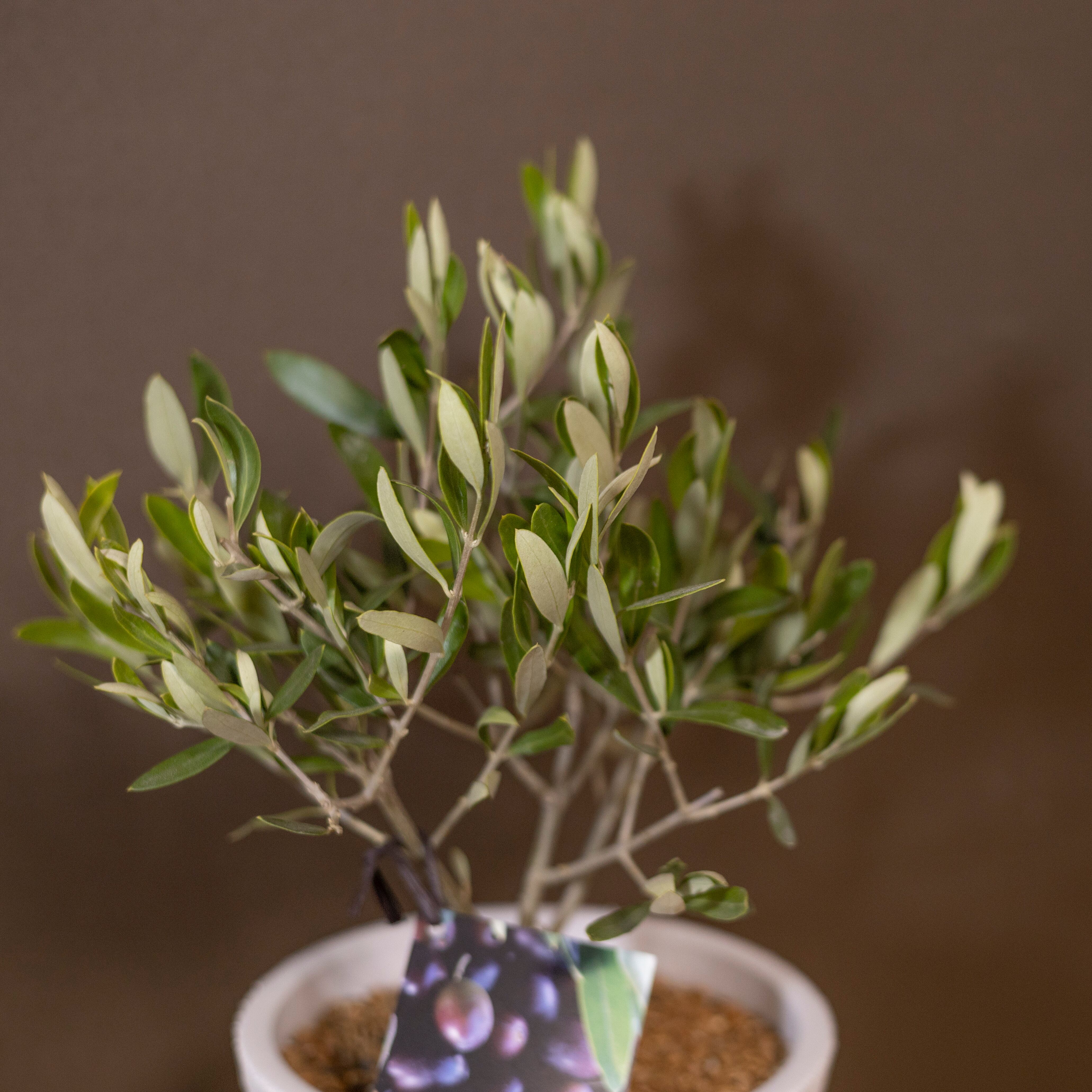 創樹 オリーブの木 SOUJU Cipressino チプレシーノ 5寸 ボタニー