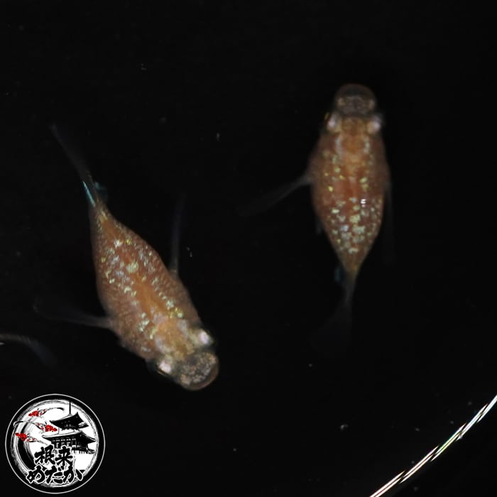 【1ペア】さくらダルマ 成魚 1.5～2cm｜改良メダカ・ダルマメダカ｜メダカ専門店 根来めだか