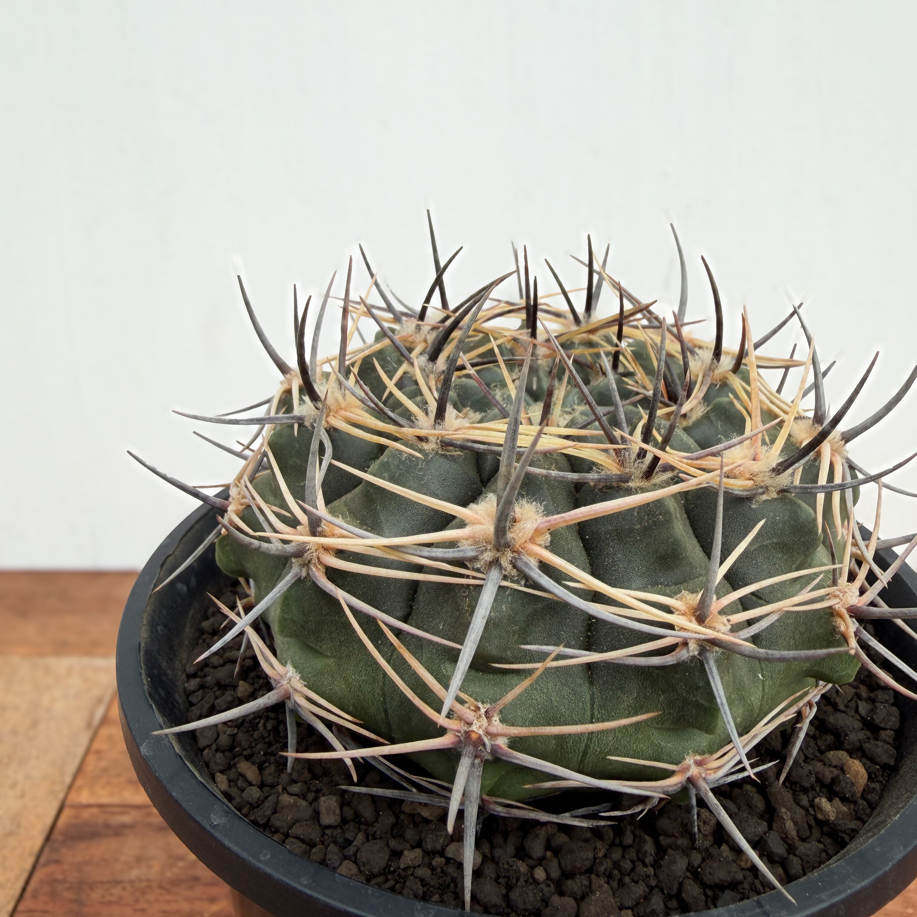 04-30 Youtube投稿ギムノカリキウムspシエラメディナ　鉢付 Gymnocalycium bicolor【ギムノカリキウム・ビカラー】 | RIMO'S GREEN