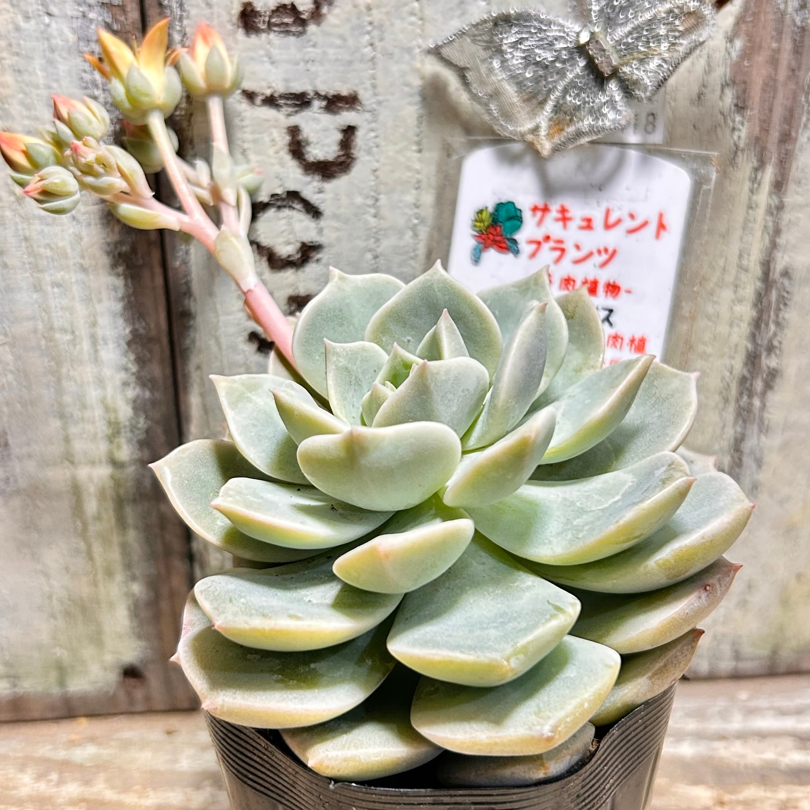 ティトュバンス(ティテュバンス) | RuPo 多肉植物専門店