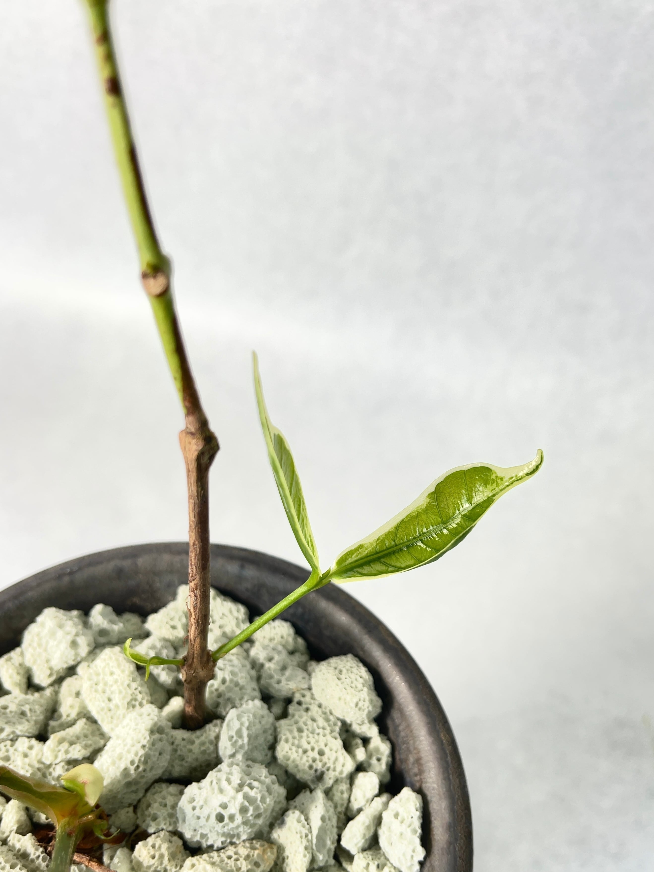 花宇宙×trigger】植栽H | trigger