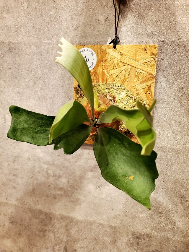 P.Fhoenix 【artPLANTs】ビカクシダ/Platycerium