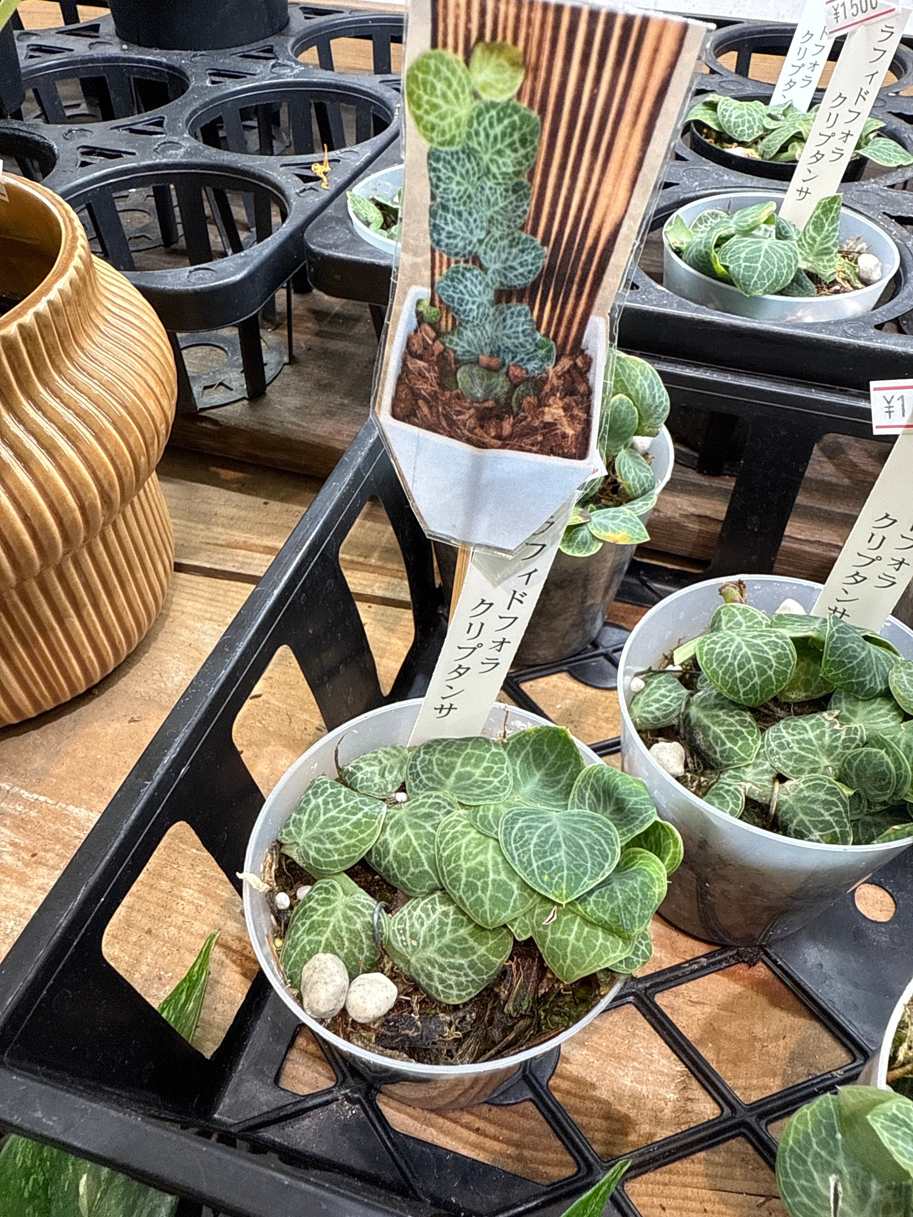 ラフィドフォラ クリプタンサ | Gardenえん 【観葉熱帯植物】