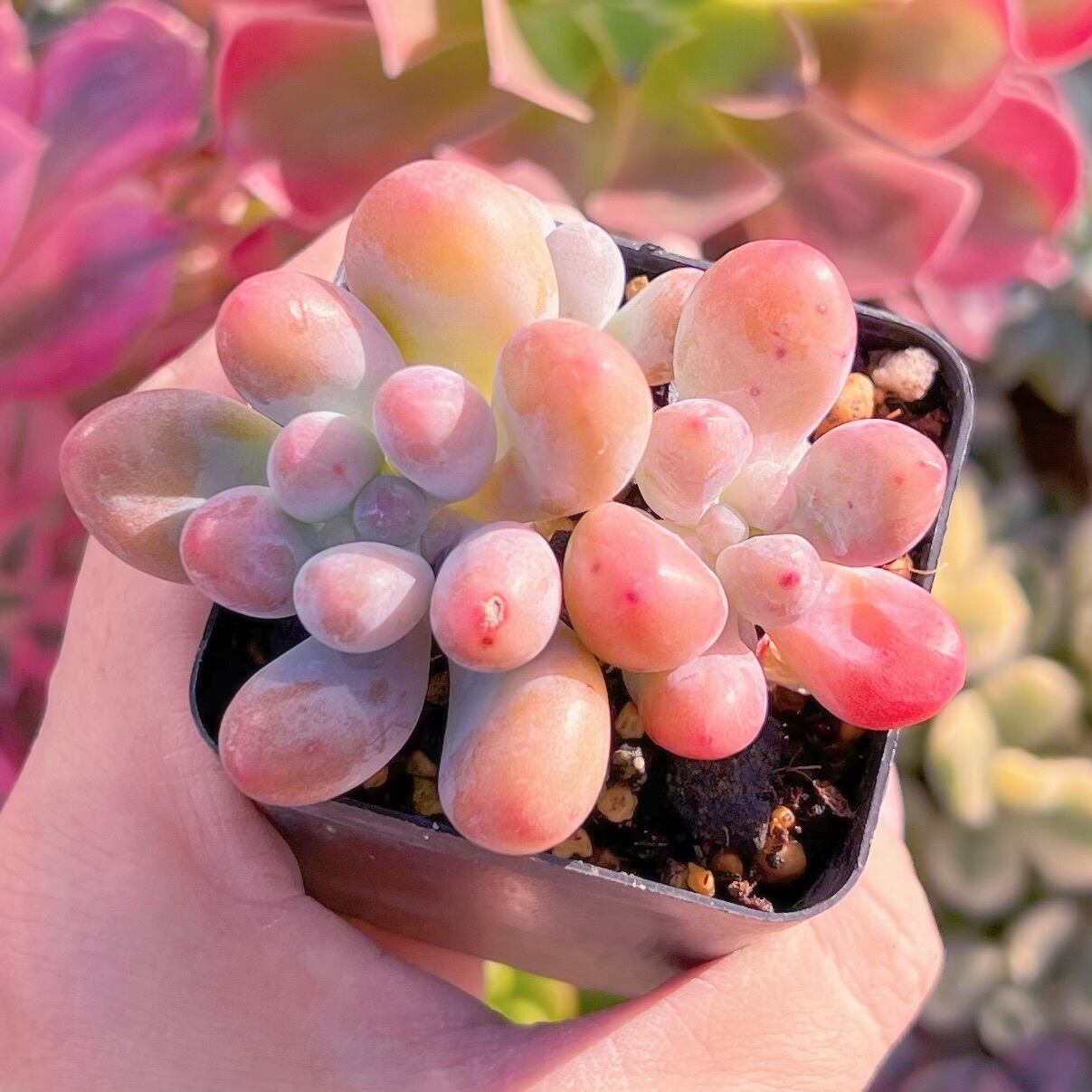 現品　パトリックスター#524    古株   るる農園