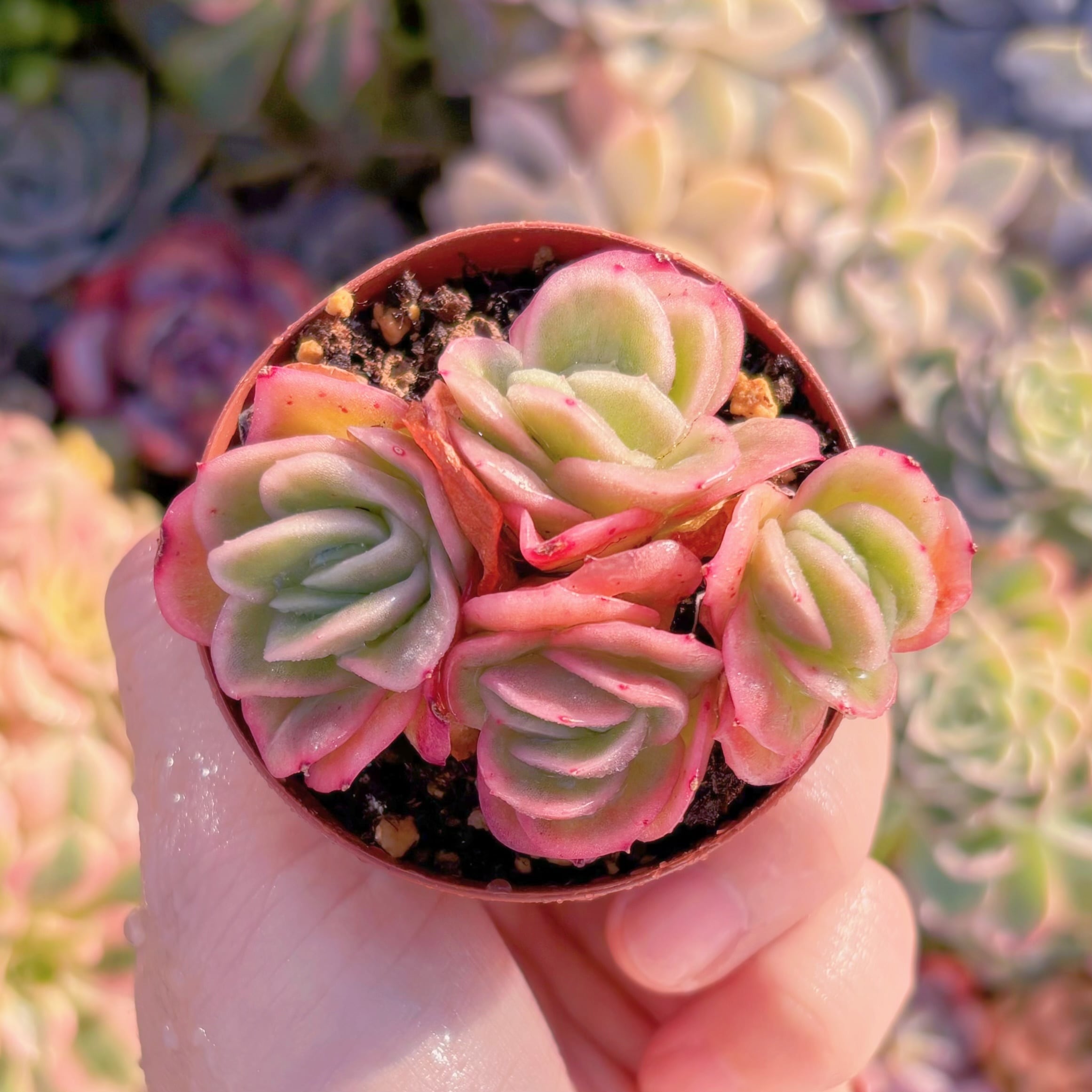 現品　アイスラブリーローズ錦#M285　新入荷　るる農園