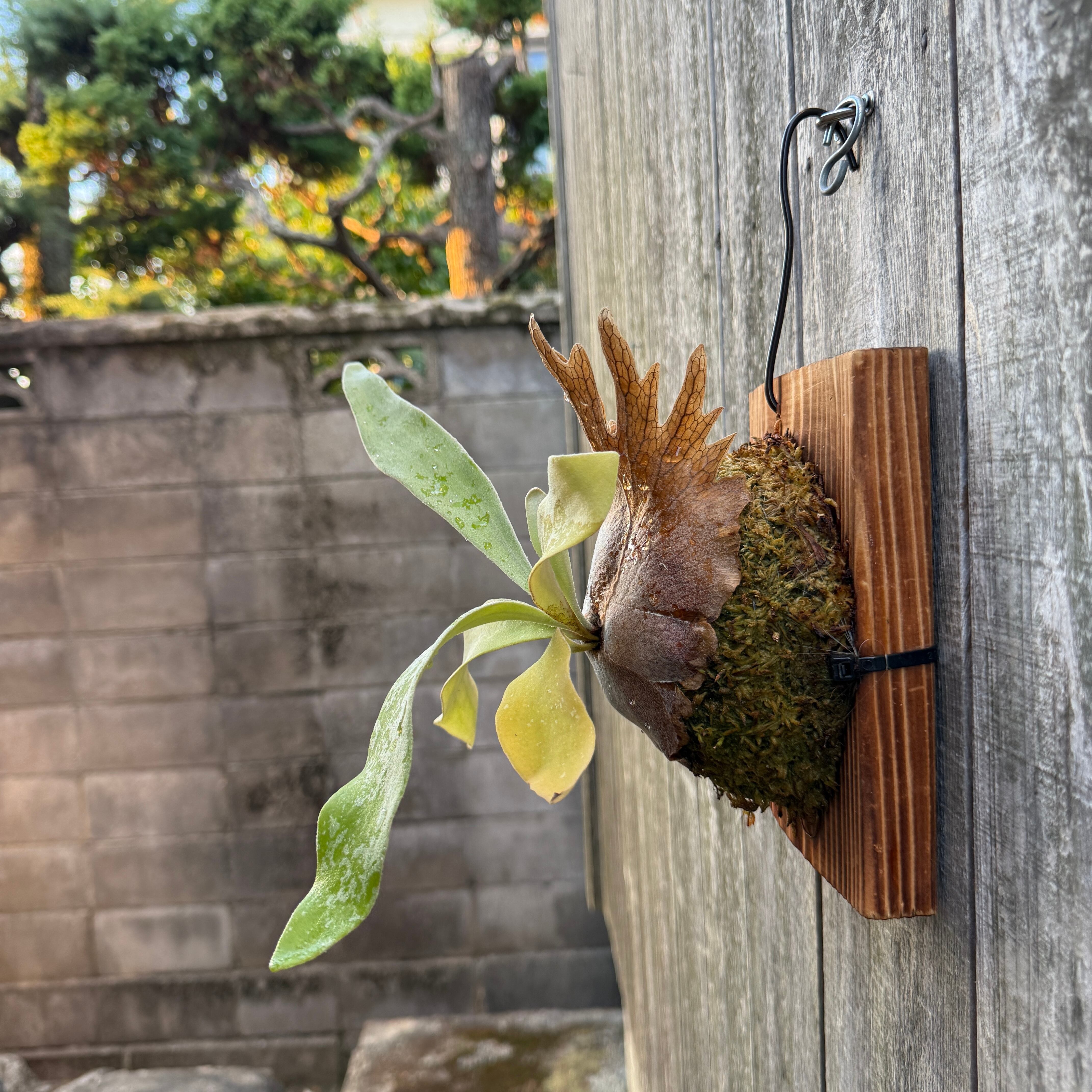 P. Fubuki, P. Ginka 12th oasis sporeling | naturefix