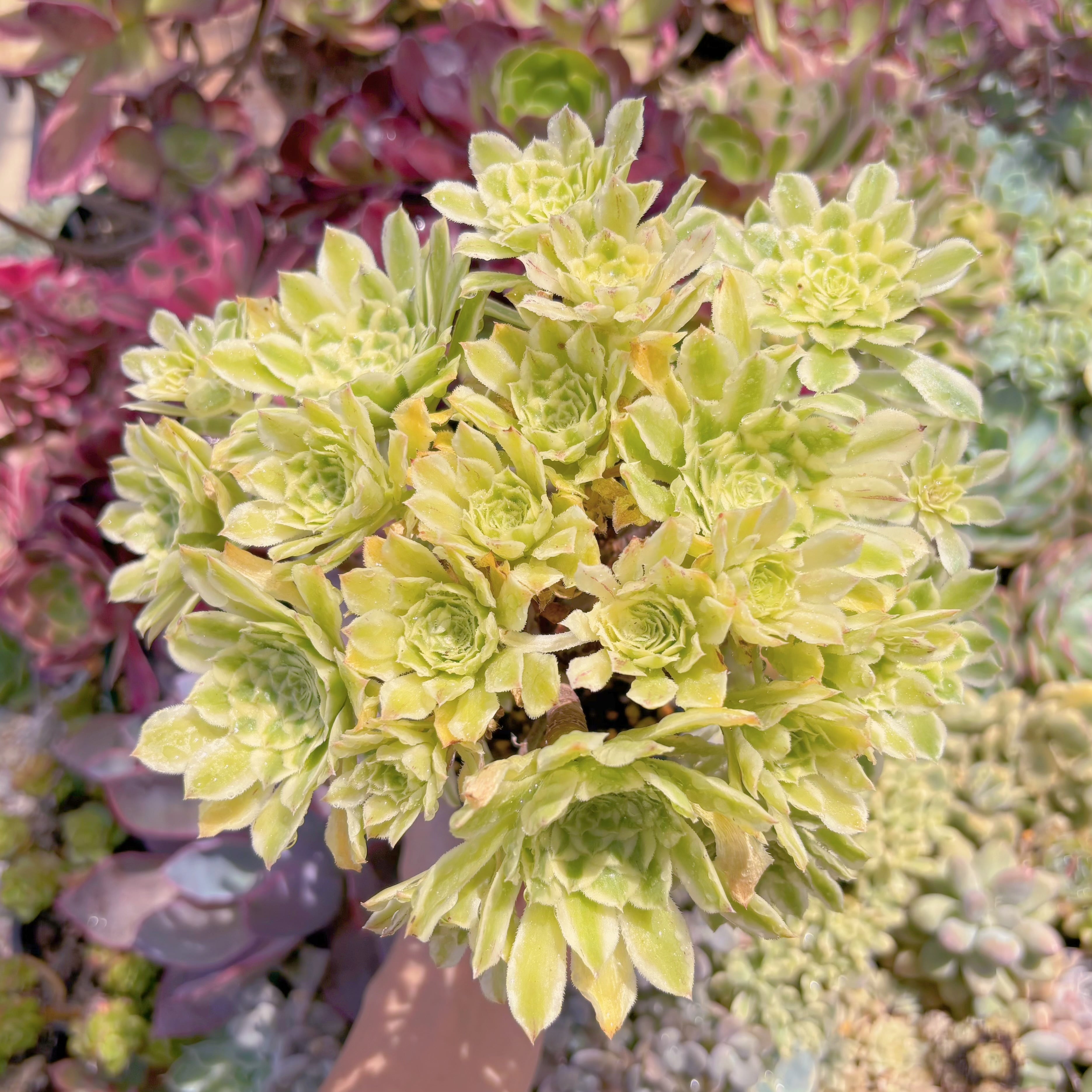 現品　富士錦#B75　特大群生　るる農園