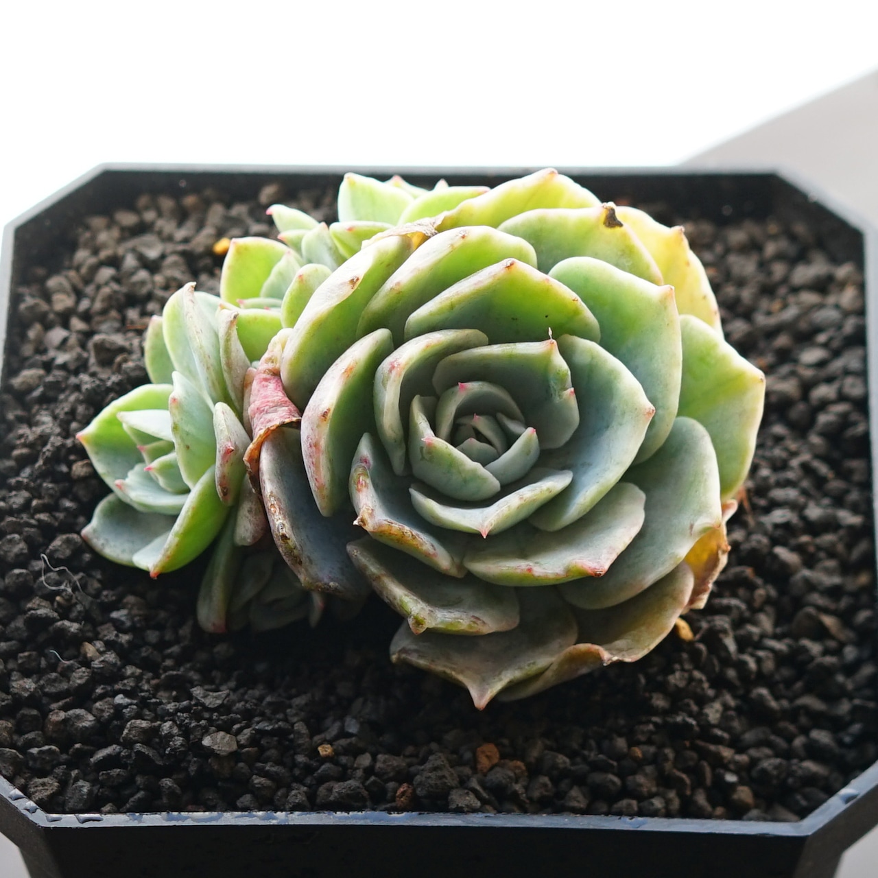 カット苗 シルバークイーン錦 Echeveria 'Silver Queen Variegated'