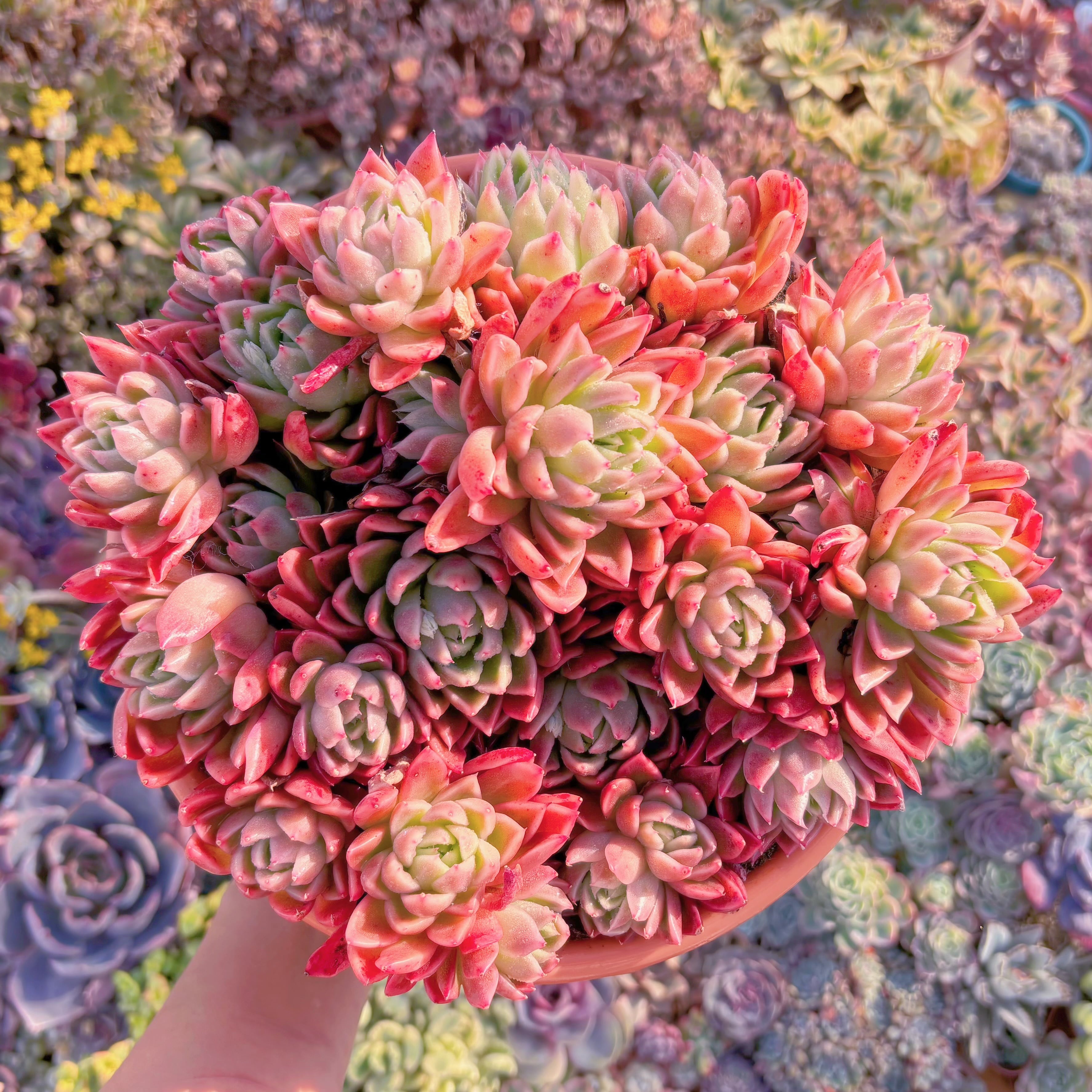 現品　緋色の魔女#M080　新入荷　るる農園