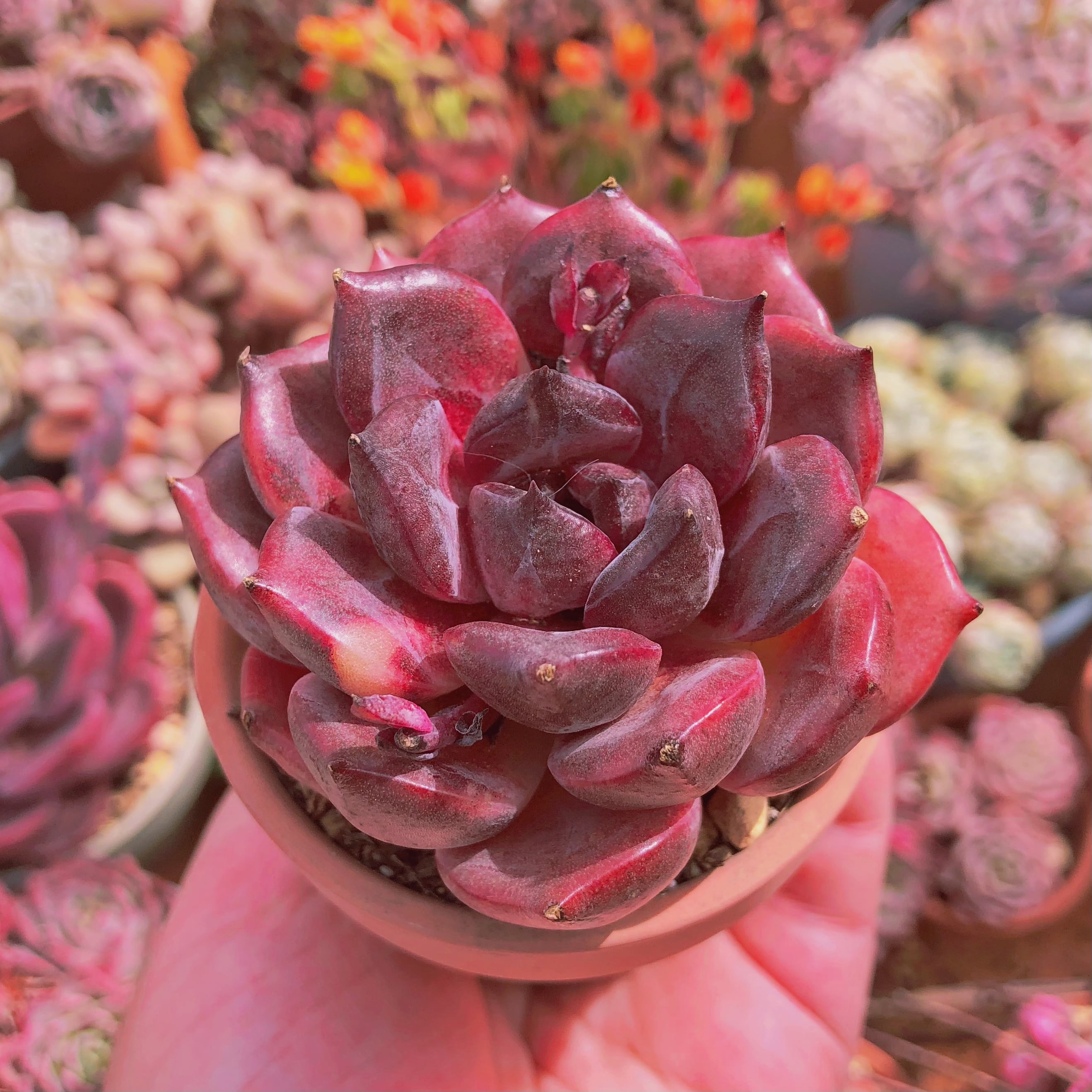 多肉植物　ブラックダイヤモンド