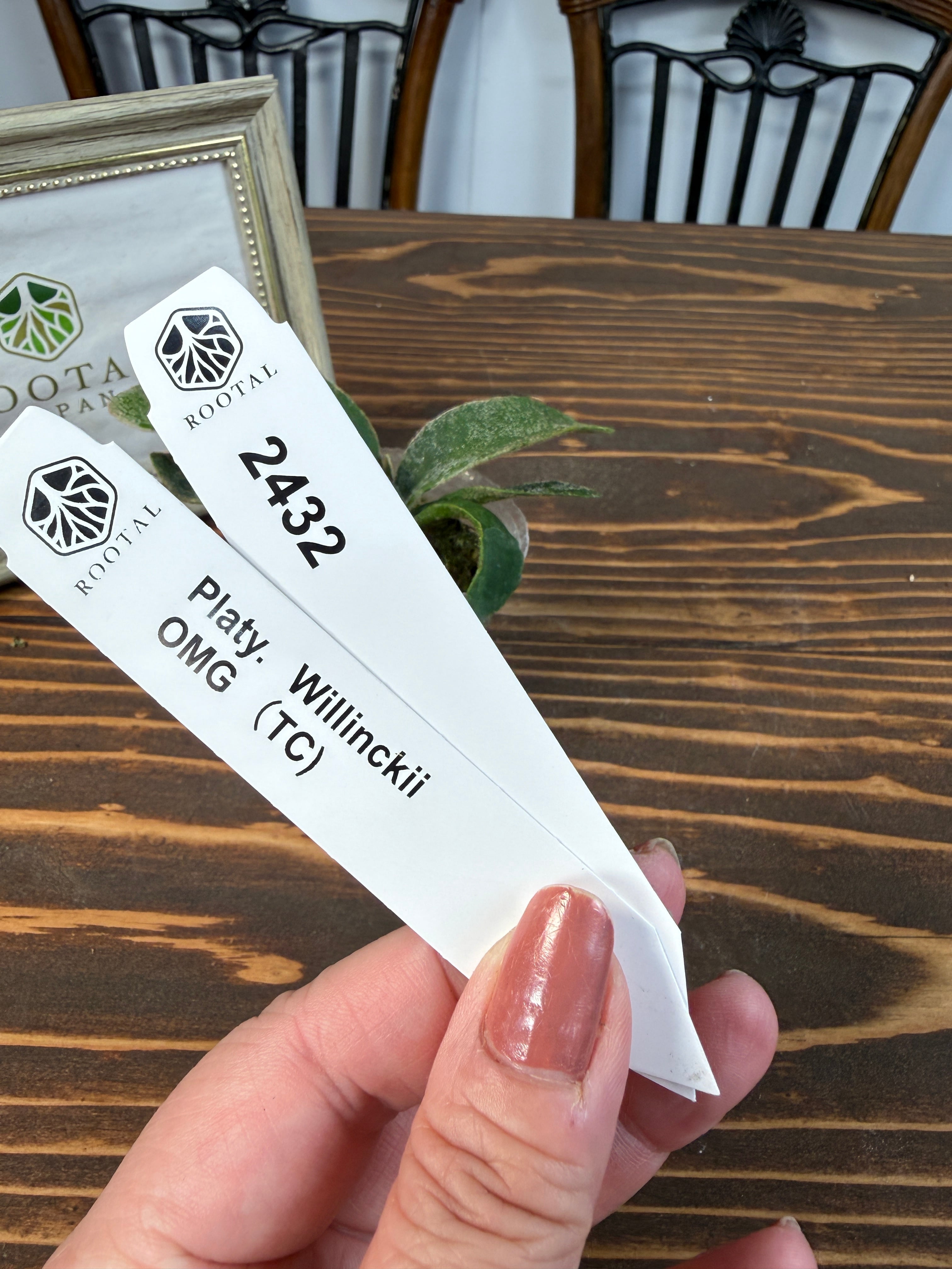 ★2432【驚嘆の造形美、OMGの名にふさわしく】ビカクシダ ウィリンキーOMG TC(2号ポット)