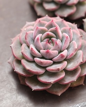 発根済カット苗 キャロライン Echeveria 'Caroline'