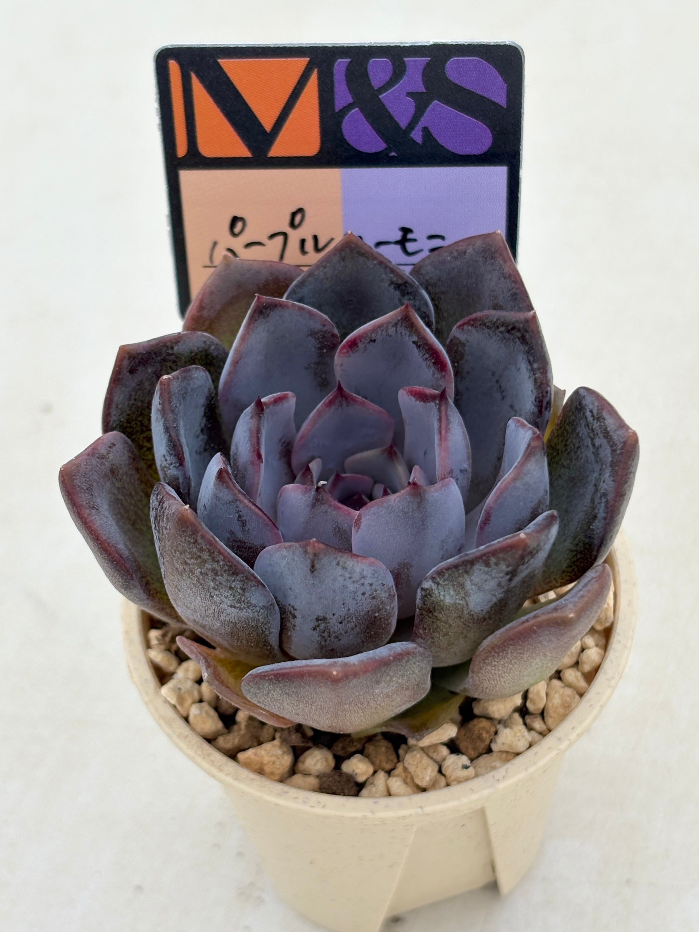 多肉植物と雑貨のお店 ふぁにぃ