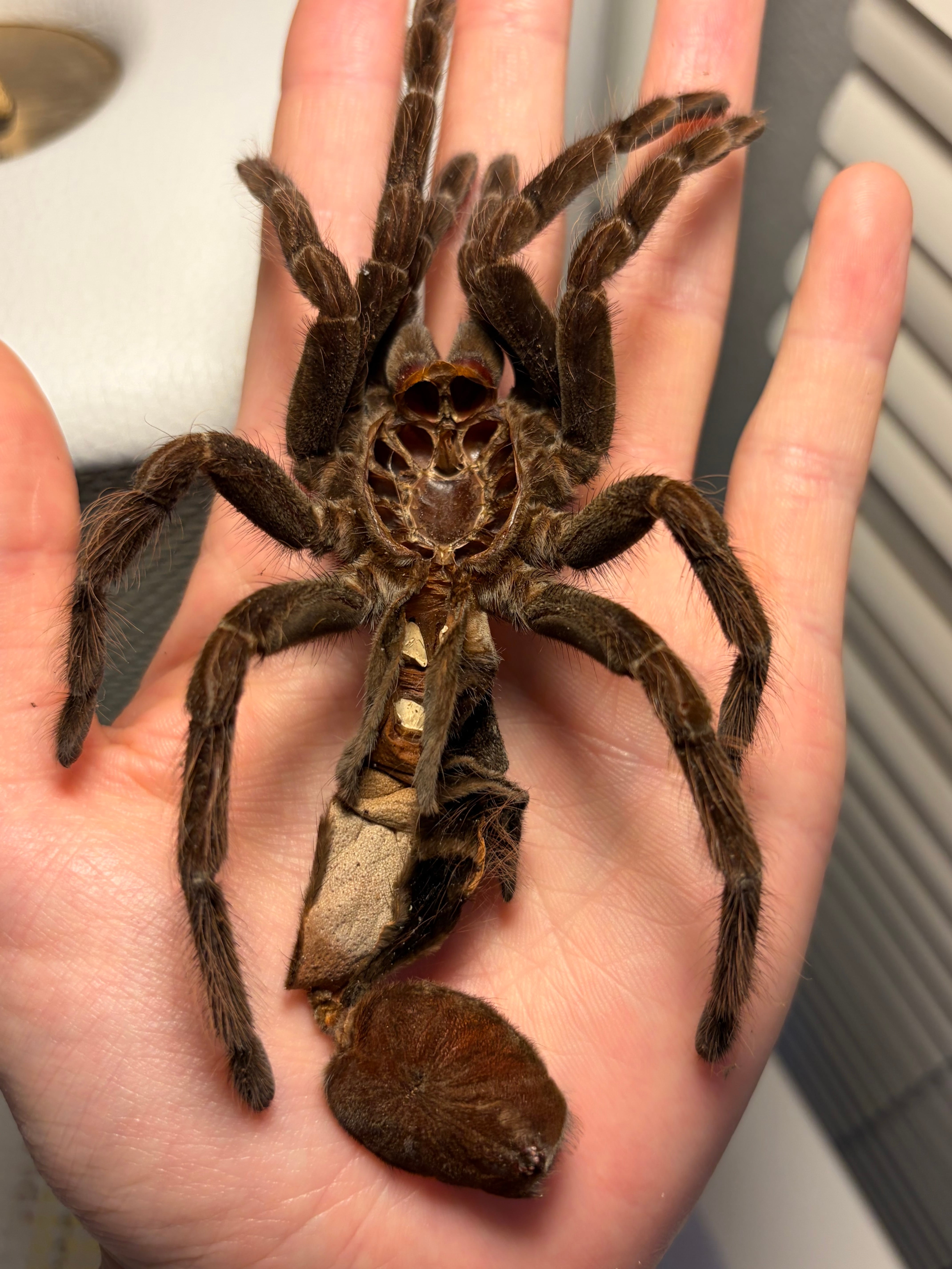 2匹set】マンマルコガネ レッドフォーム 標本 とんでもない甲虫