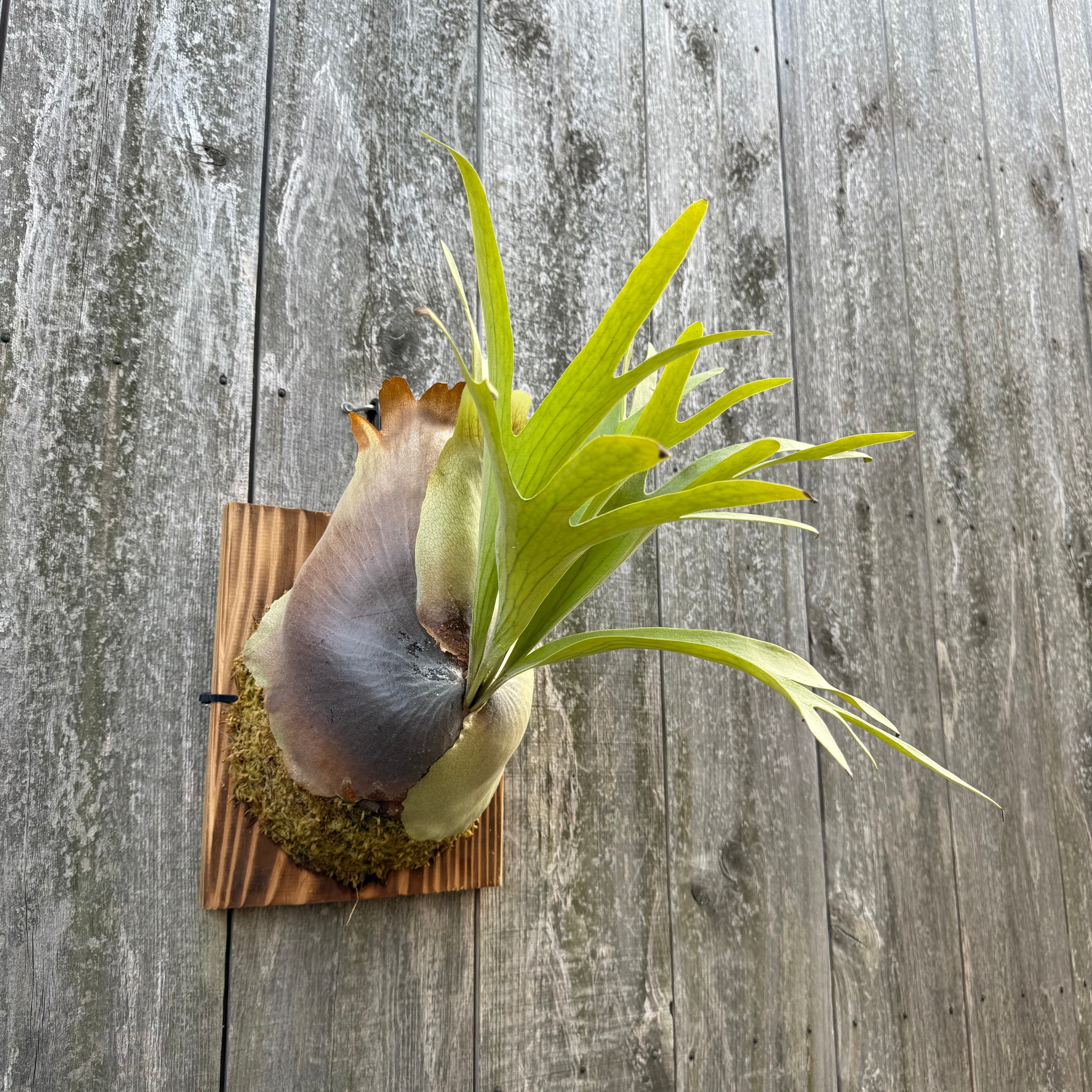 Platycerium bifurcatum Popcorn (pup) | naturefix