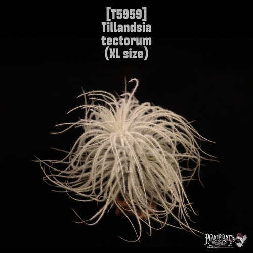 Tillandsia tectorum XL〔ティランジア〕T5959