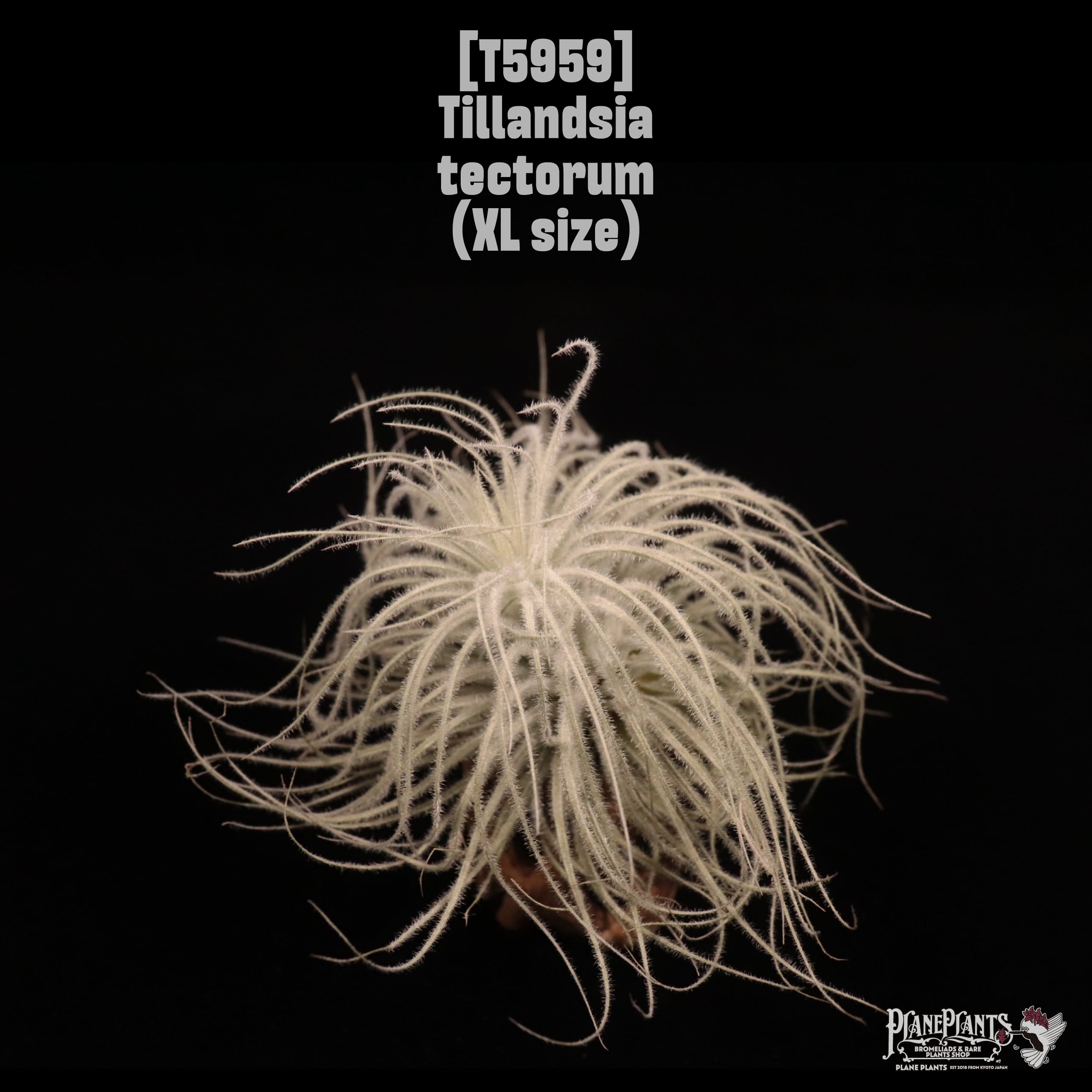 Tillandsia tectorum XL〔ティランジア〕T5959