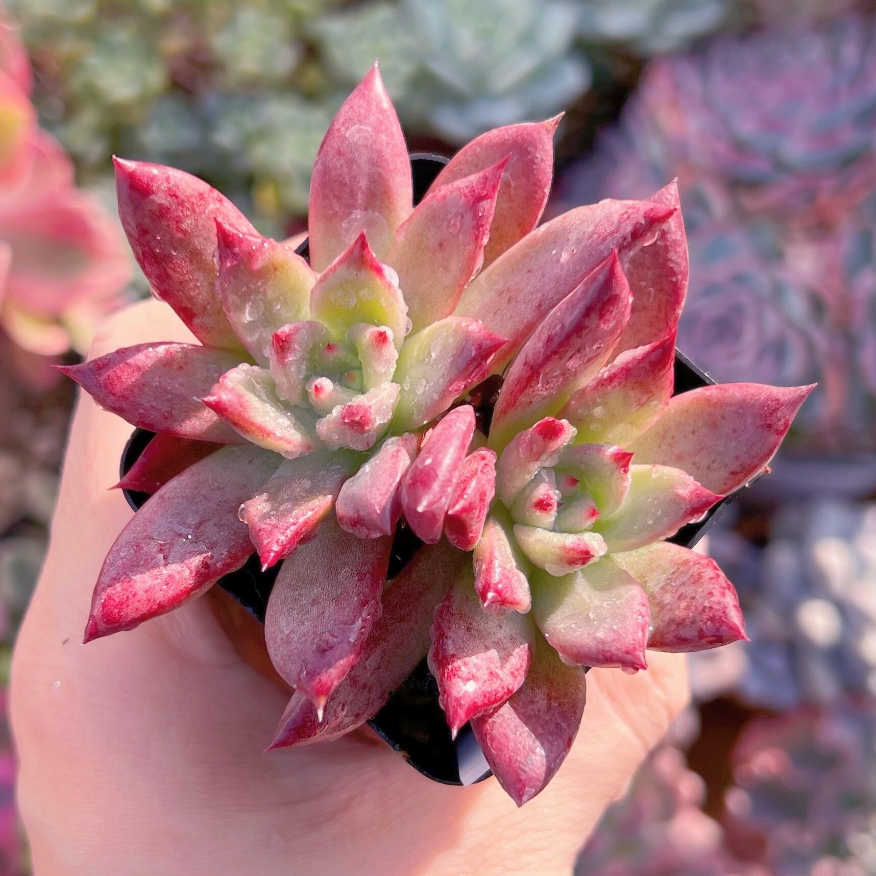 現品　プラトニック#701    古株   るる農園