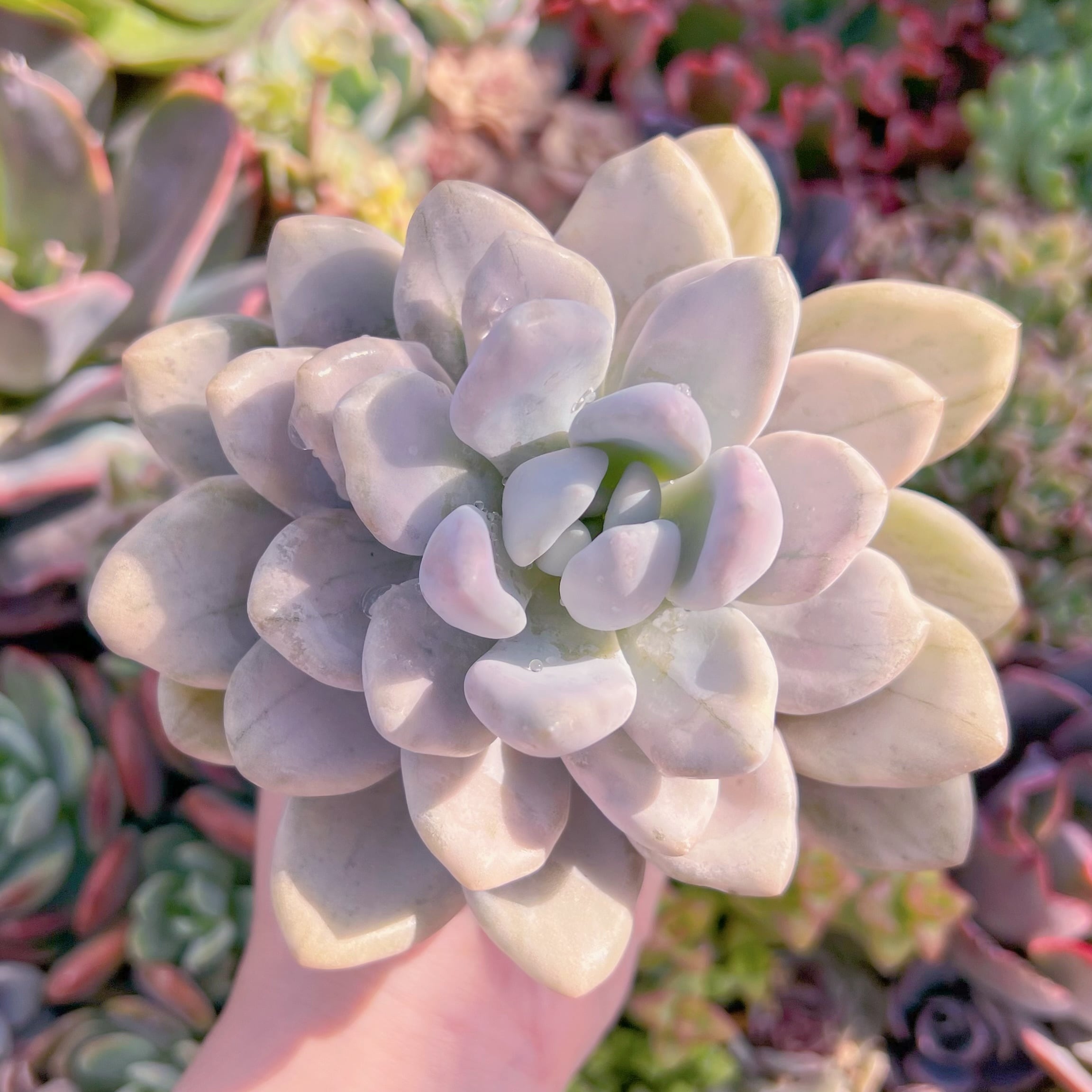 現品　オパリナ錦#K016　大苗　るる農園