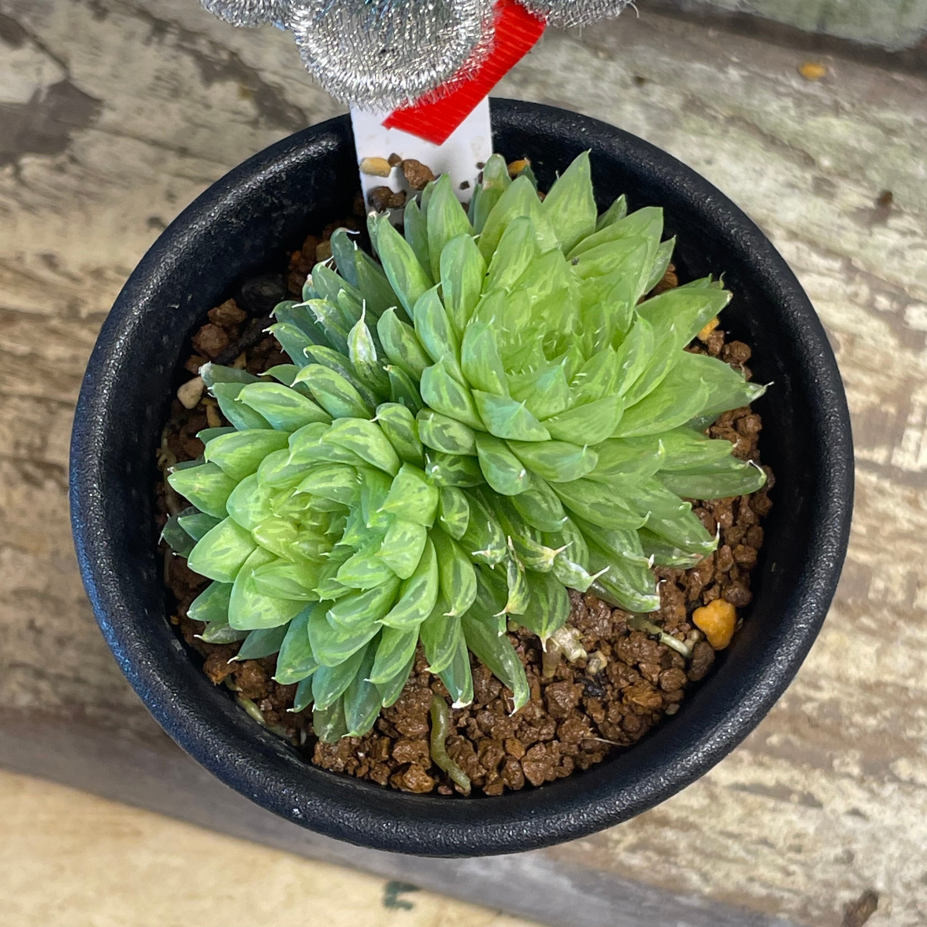 多肉植物 ハオルチア ピクタ 曼蛇羅 多肉植物 ハオルチア ピクタ 曼蛇羅
