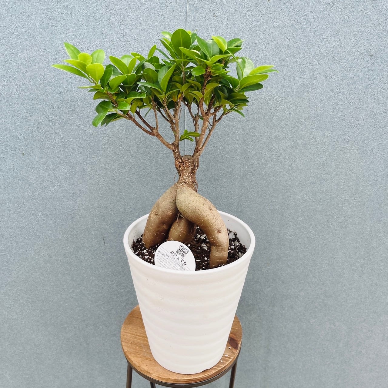 現品］5番 ガジュマル 接木 6号 観葉植物 室内 ニンジンガジュマル