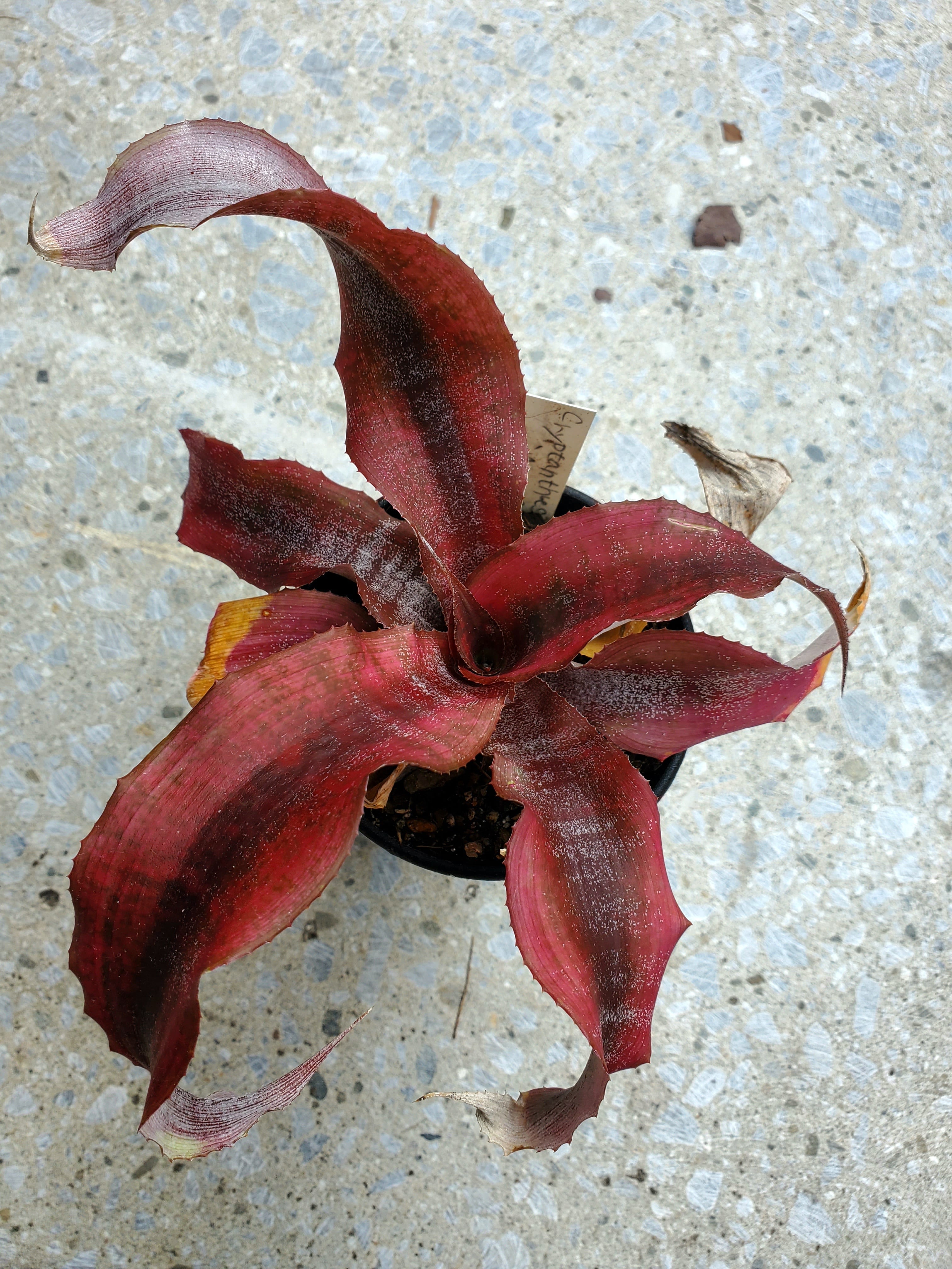 Cryptanthus Hyb Ann Collings 【artPLANTs】クリプタンサス